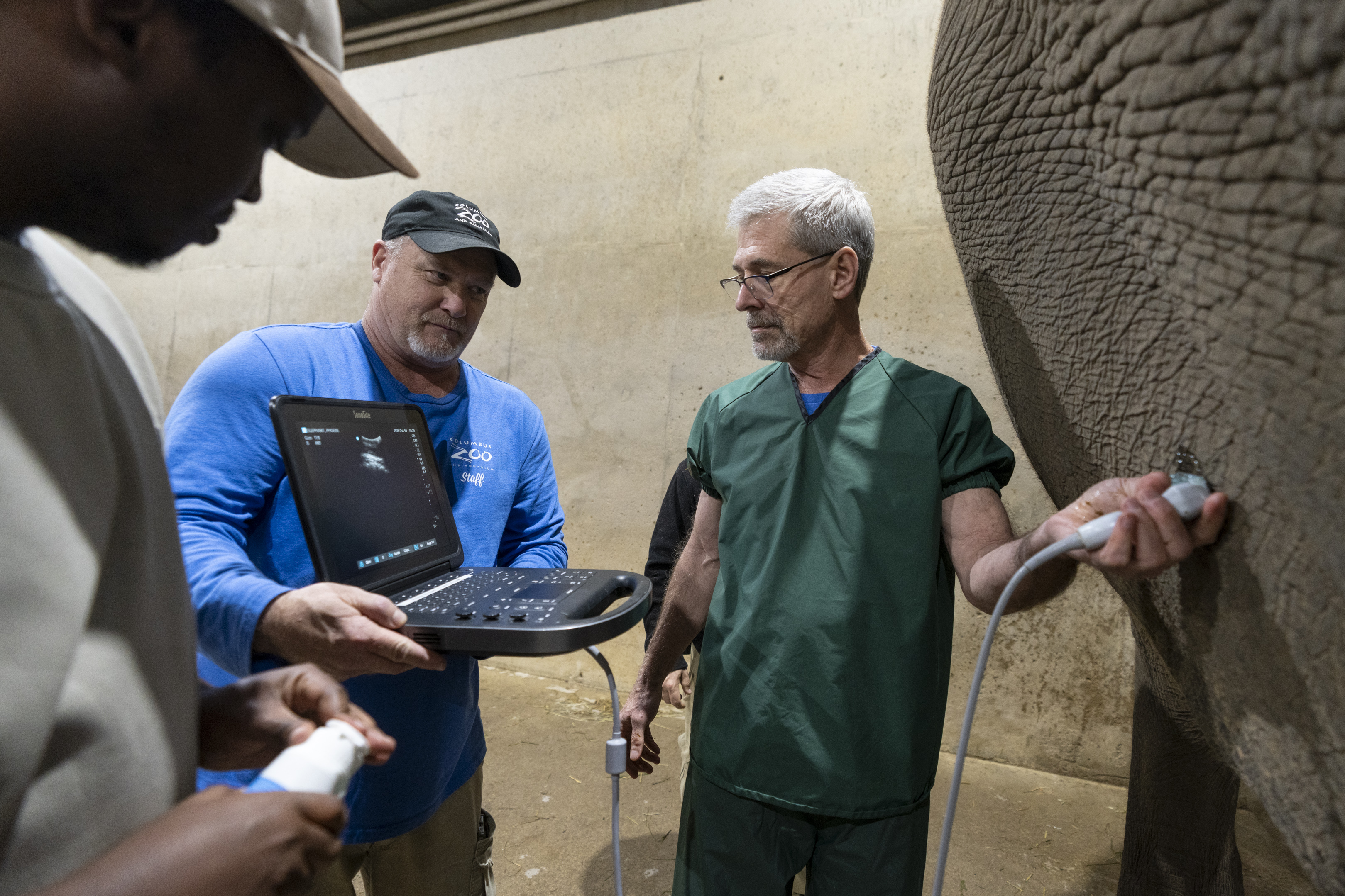 zoo team members performing ultrasound on elephant