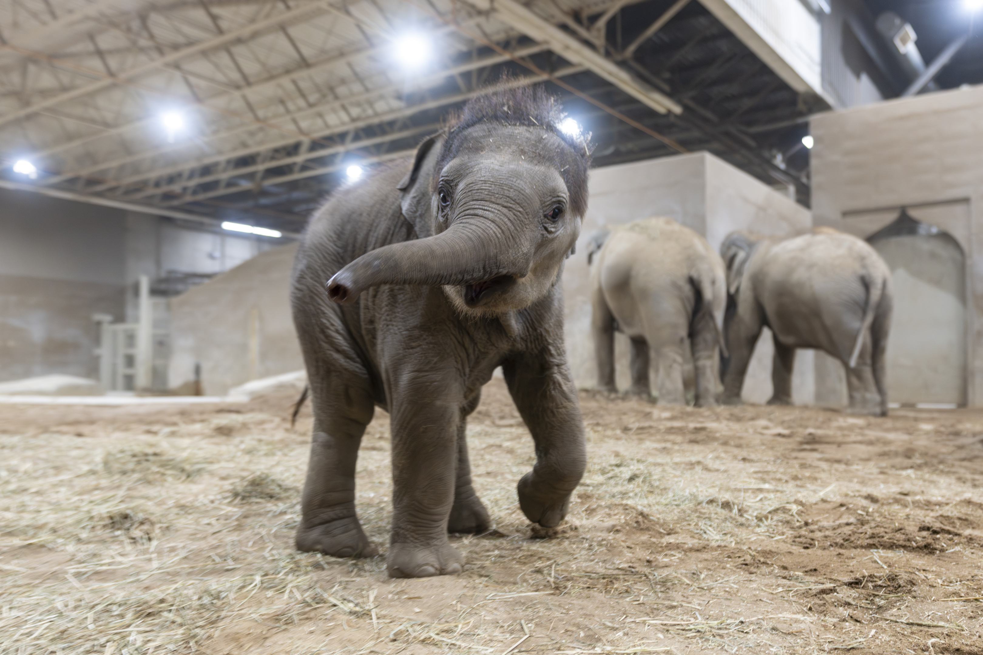 Elephant calf swinging trunk with two adults behind her