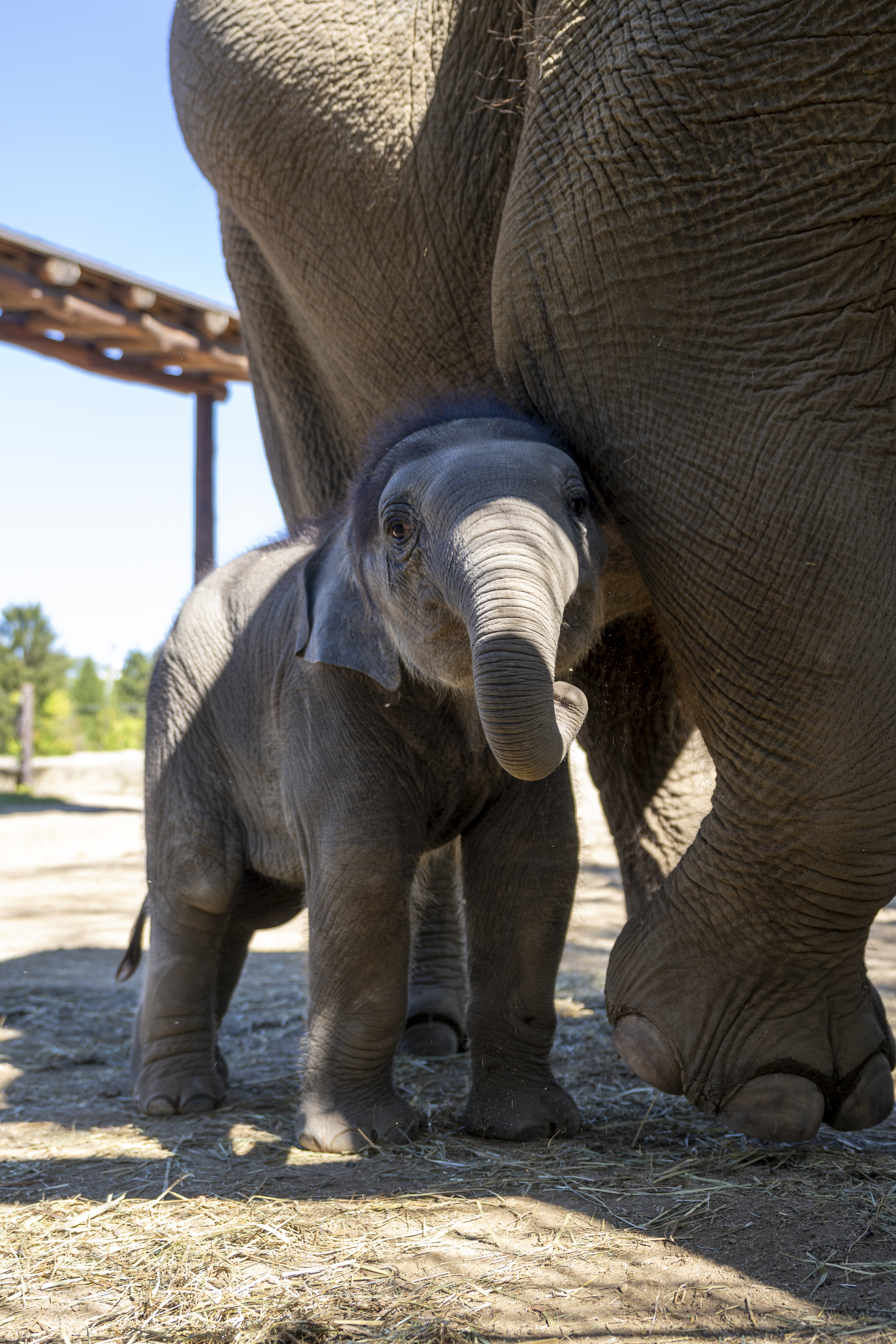 baby elephant near mother