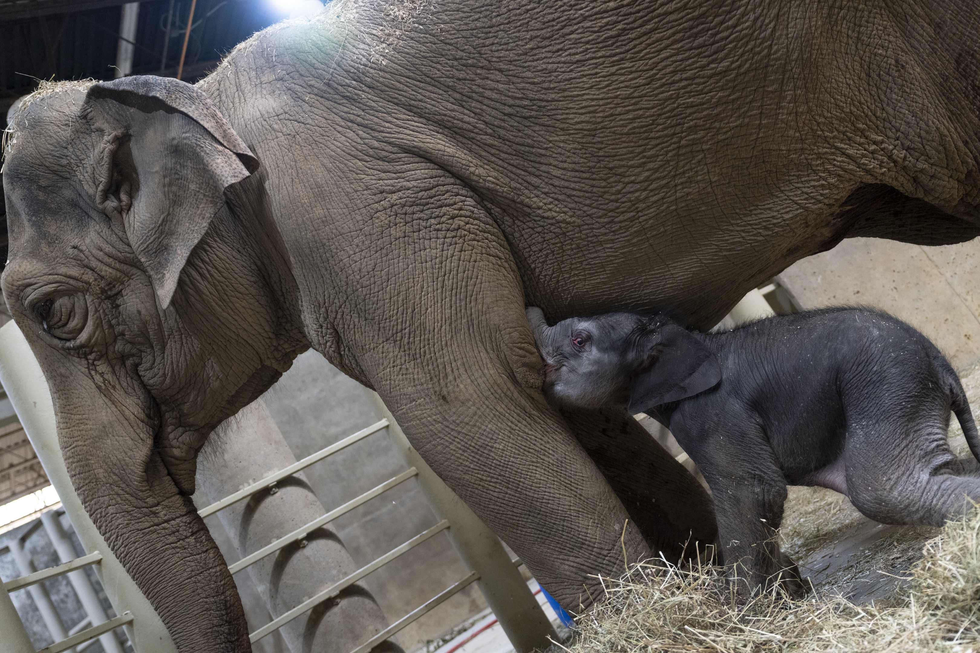 mother and baby elephant