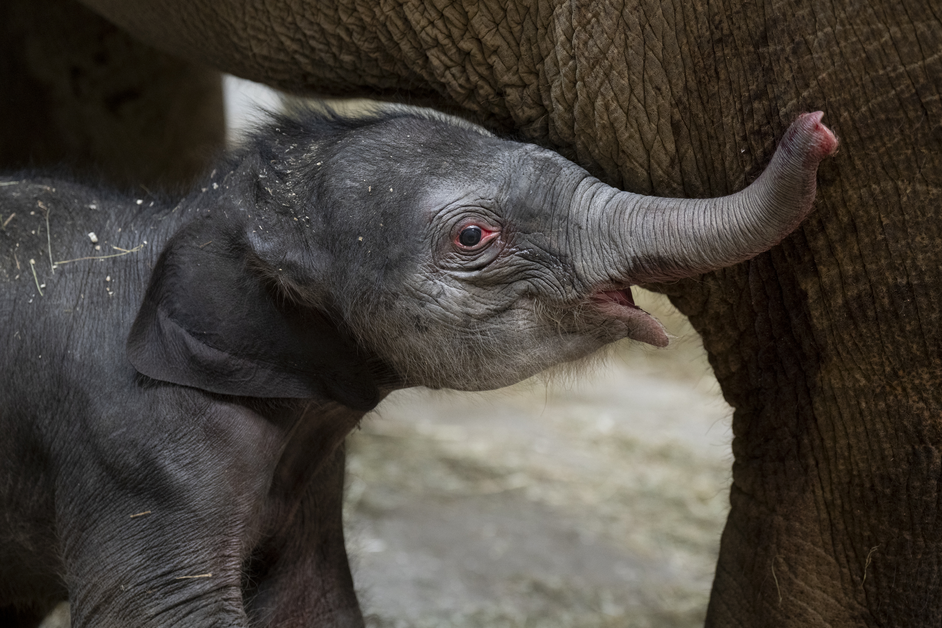 baby elephant