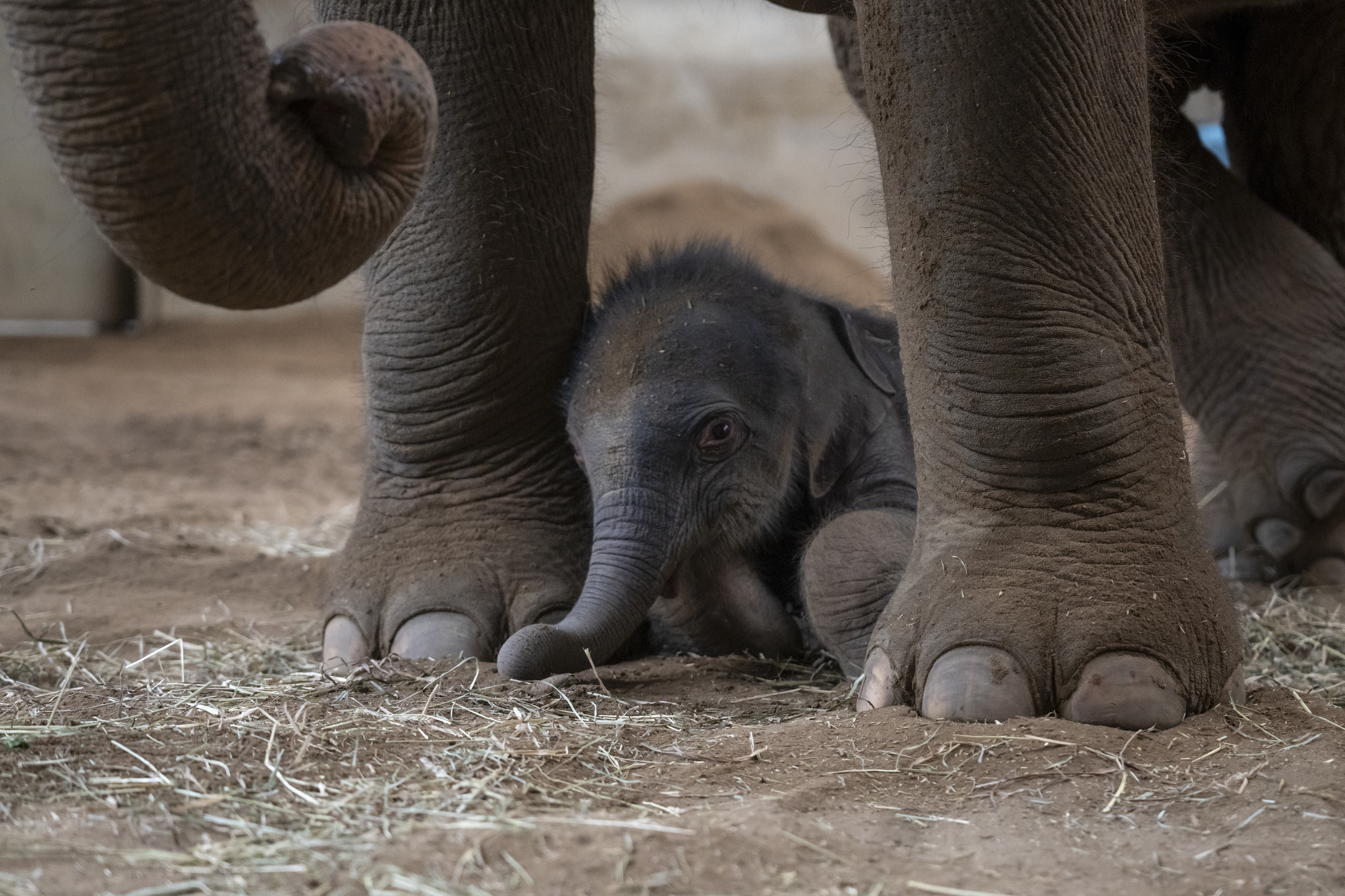 Elephant calf