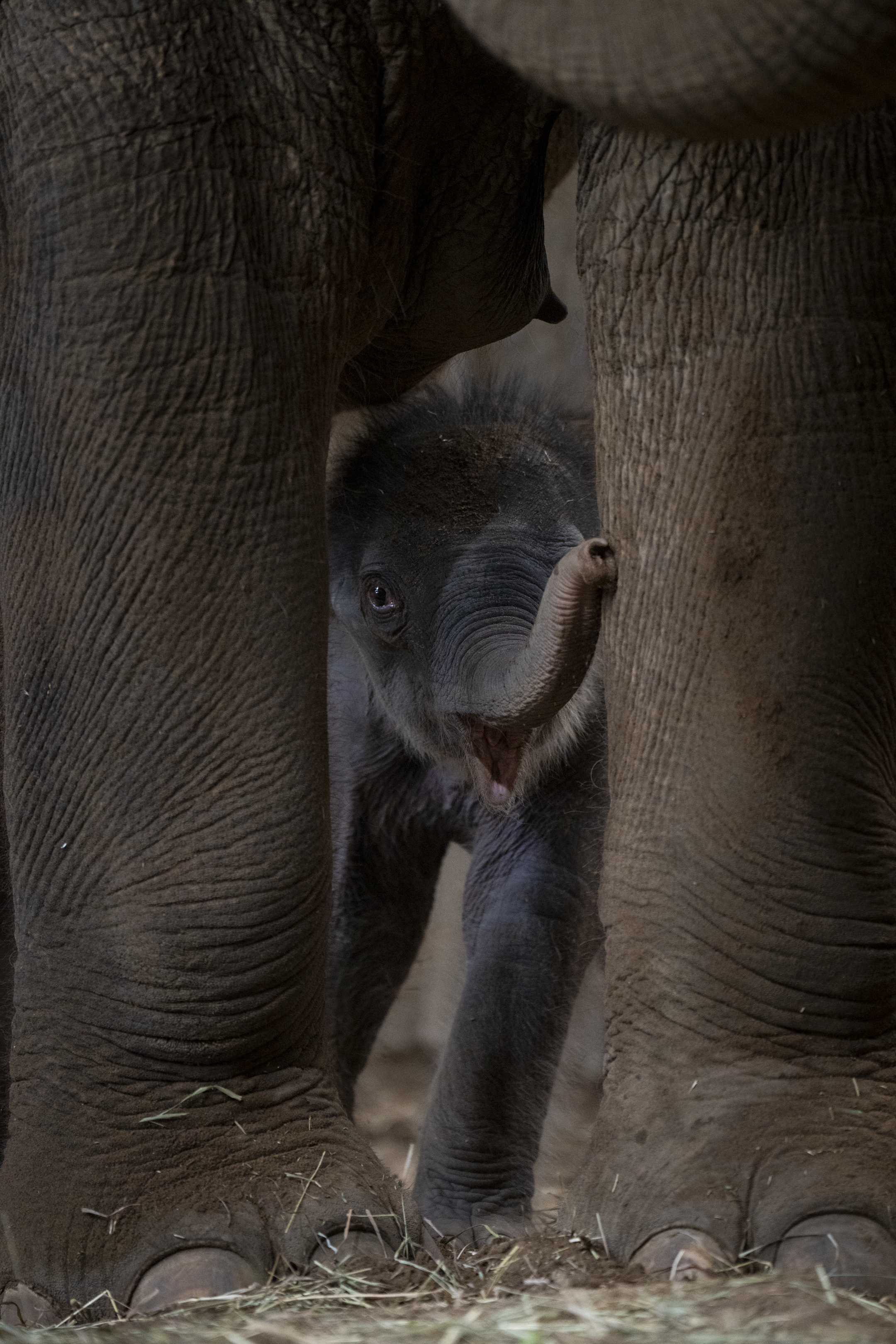 baby elephant