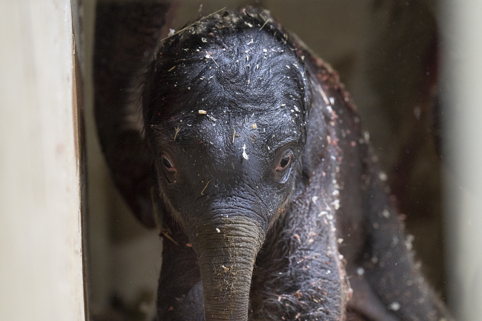 baby elephant, just born