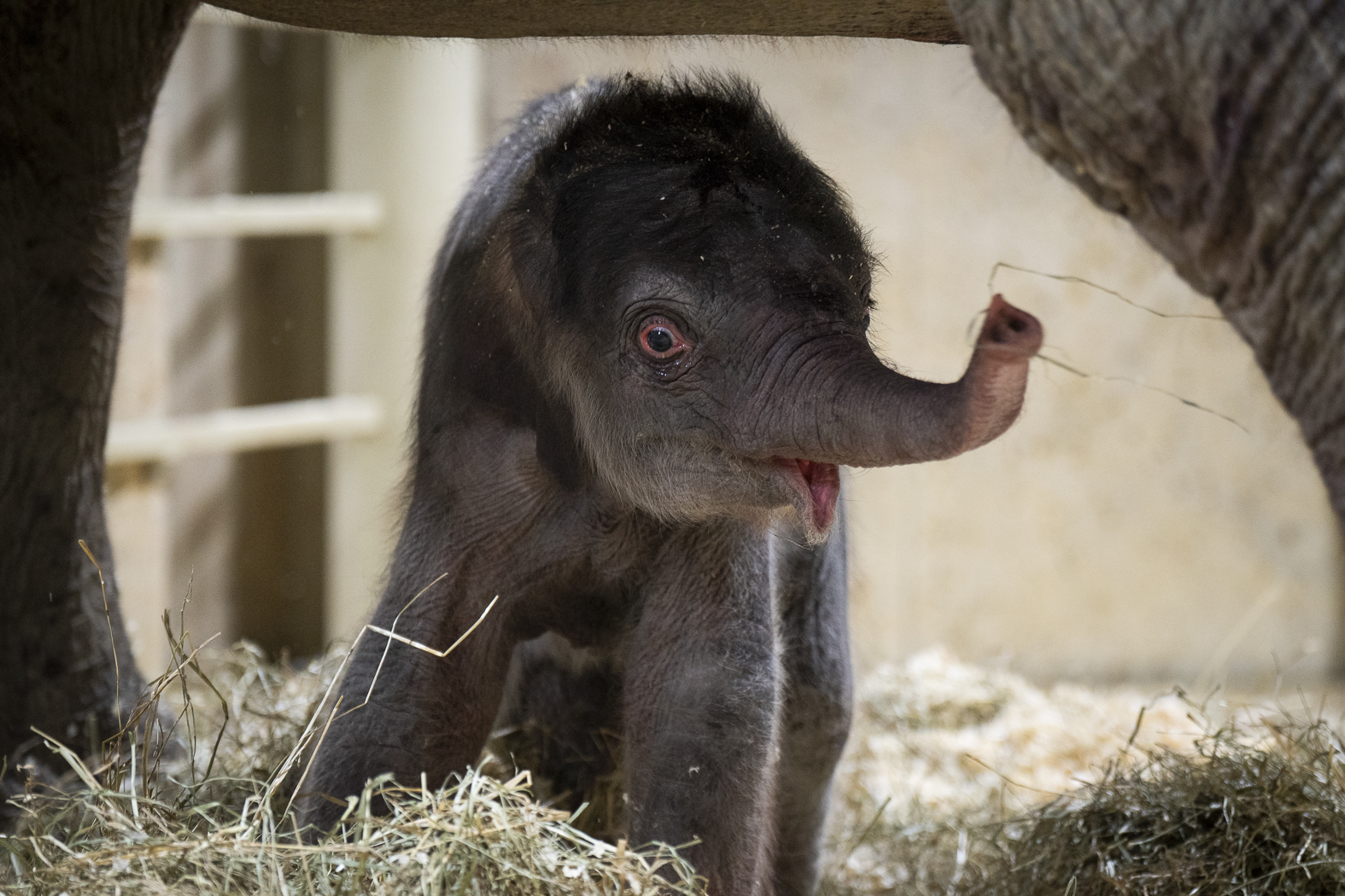 baby Asian elephant at the Columbus Zoo, standing under his mother