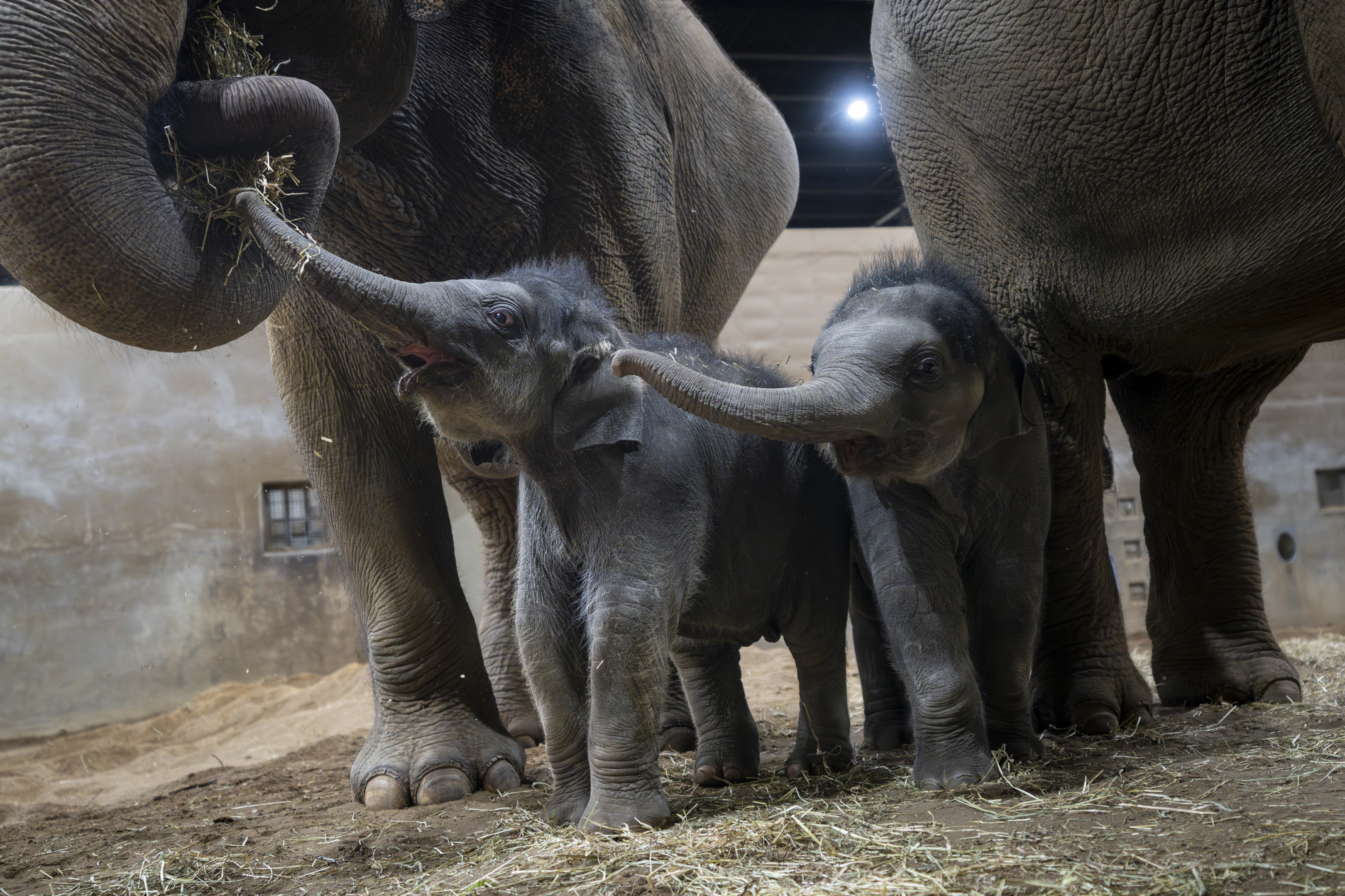 four elephants at the Columbus Zoo
