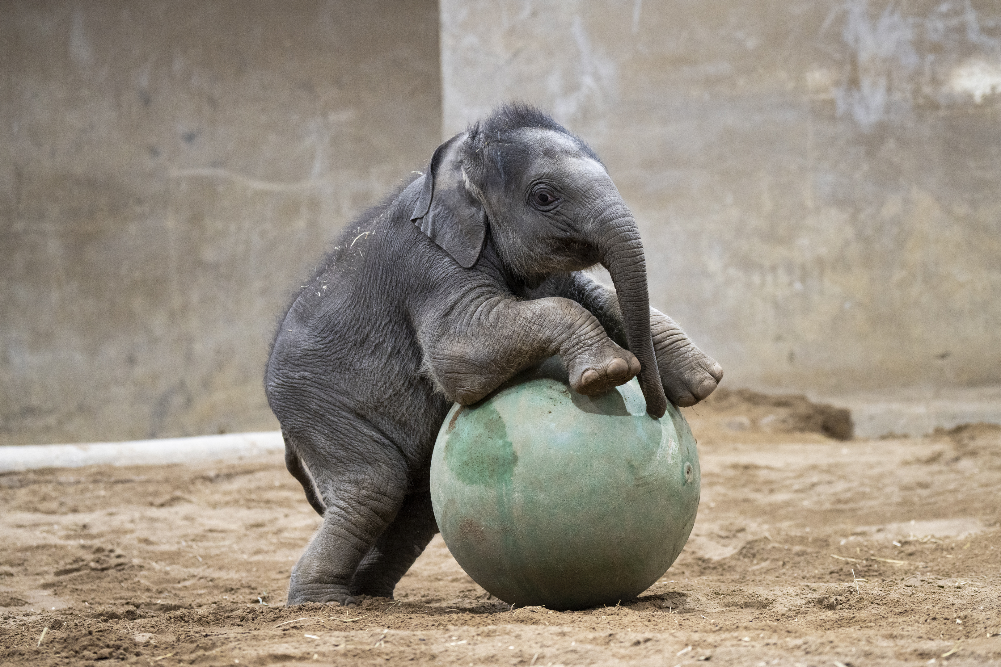 Asian elephant playing with ball