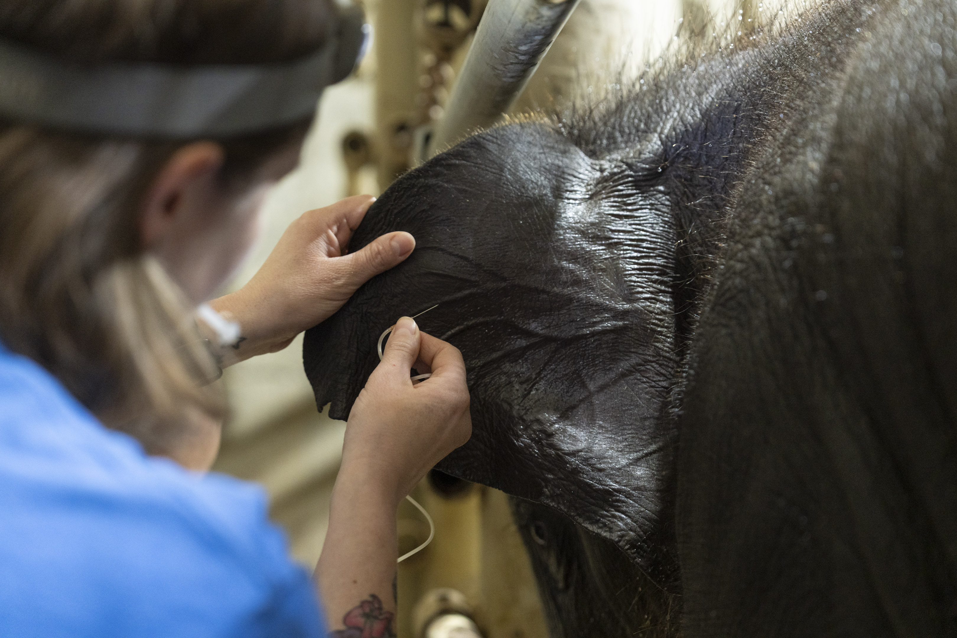 elephant receiving needle in ear vein