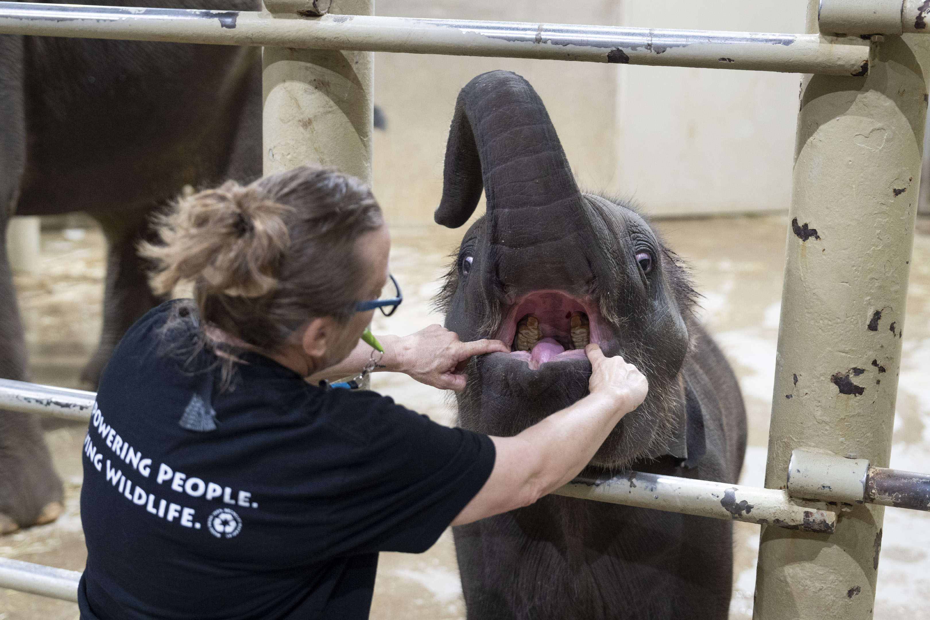 zookeeper working with baby elephant