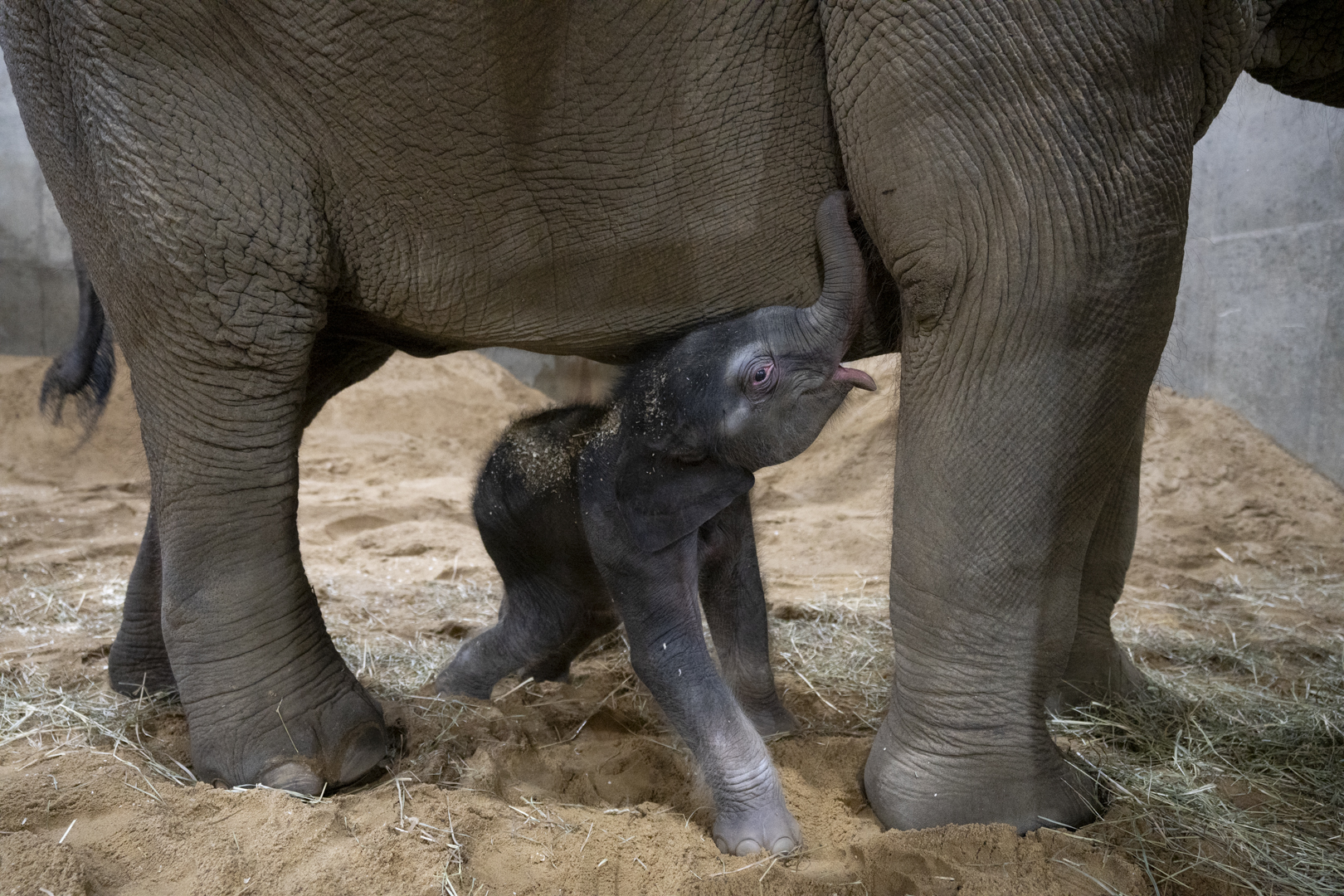 baby elephant at the Columbus Zoo