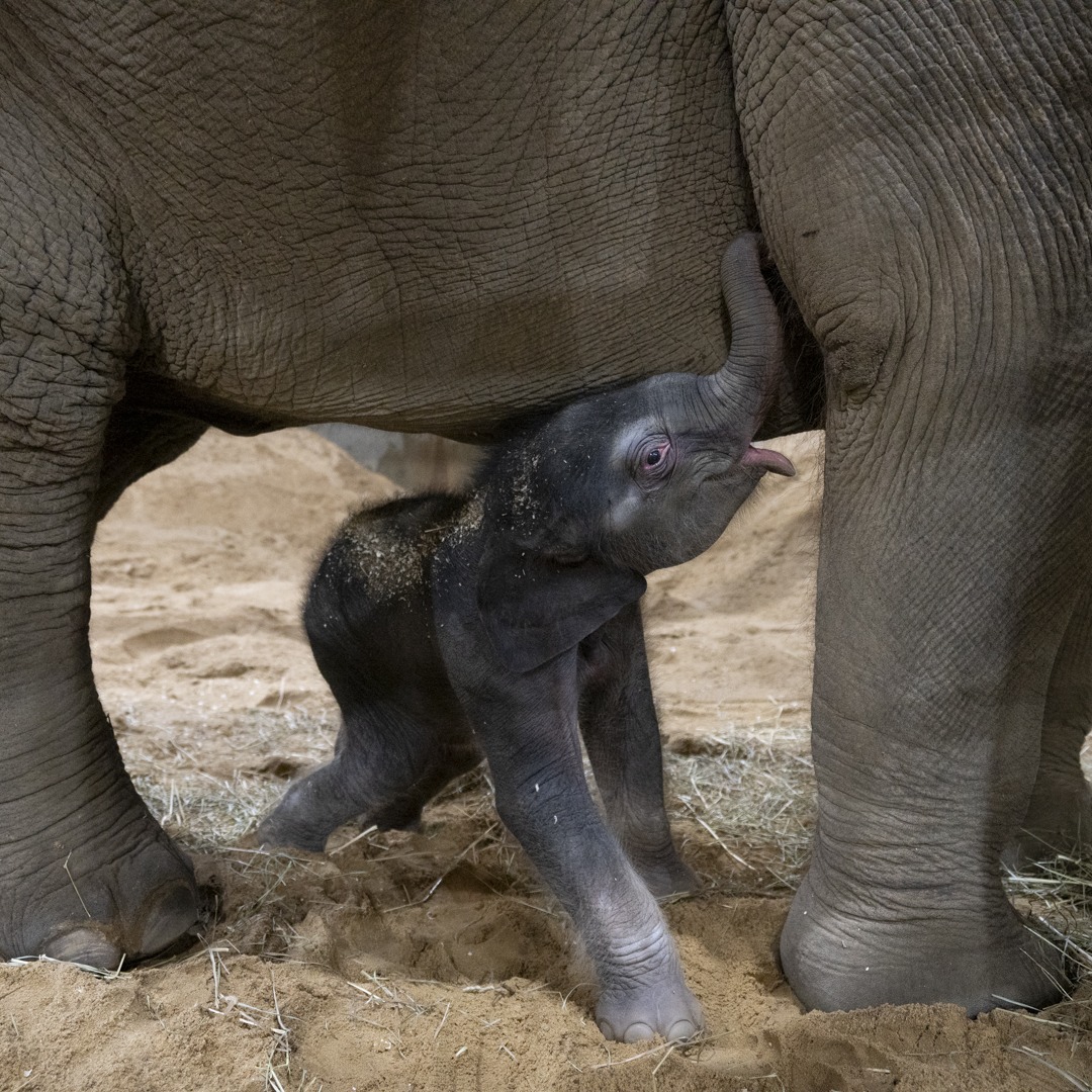 baby elephant at the Columbus Zoo