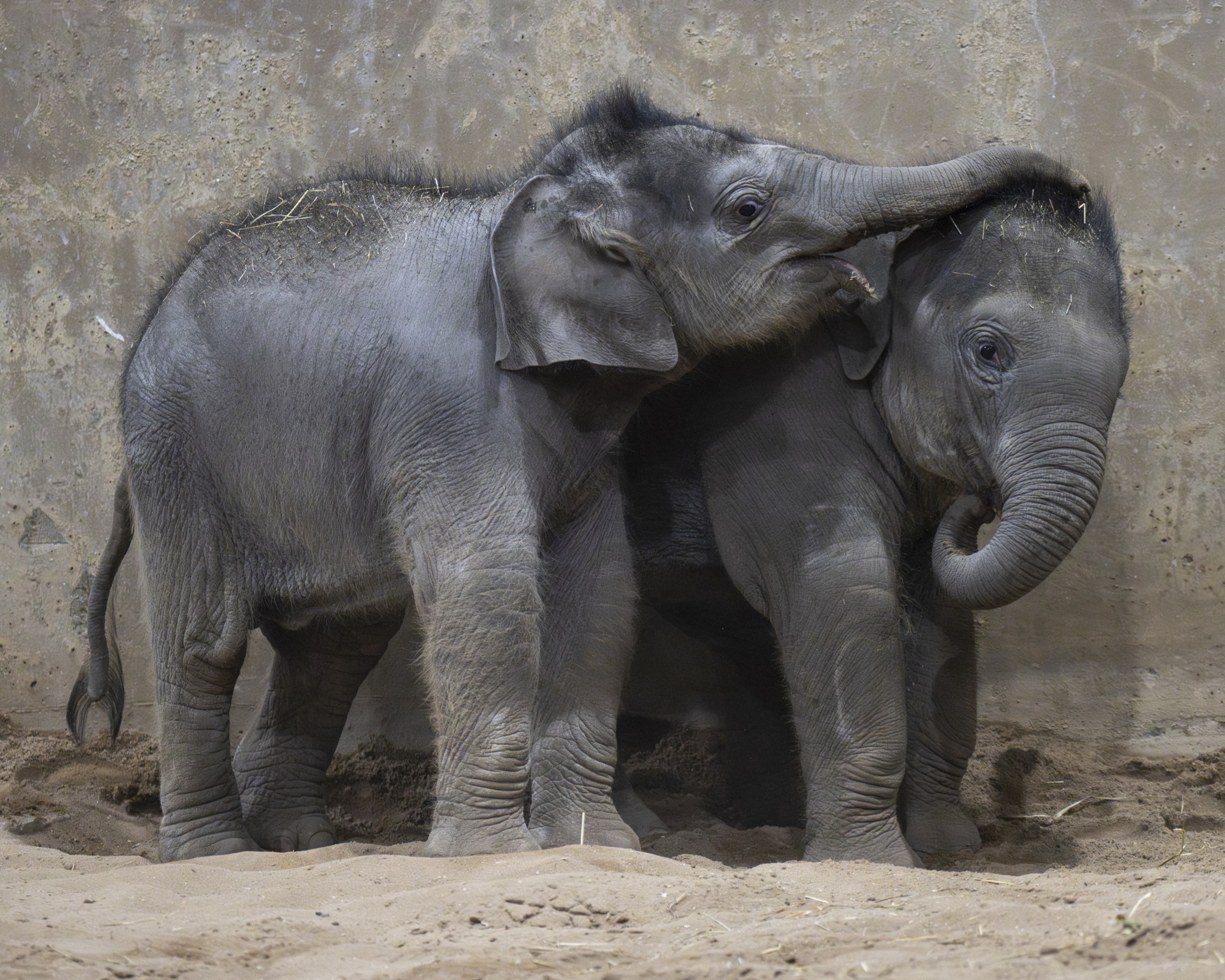 baby elephants