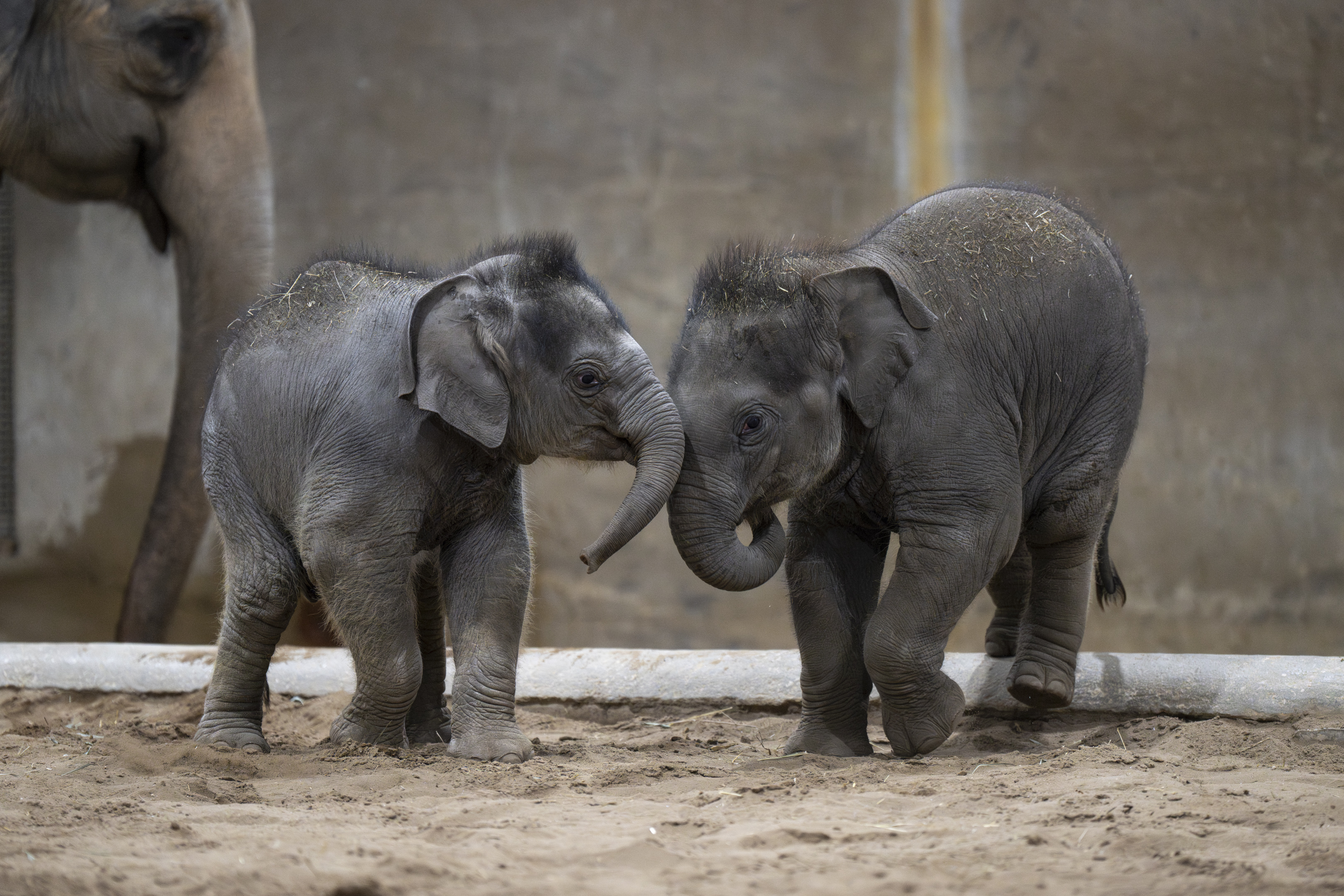 two elephants