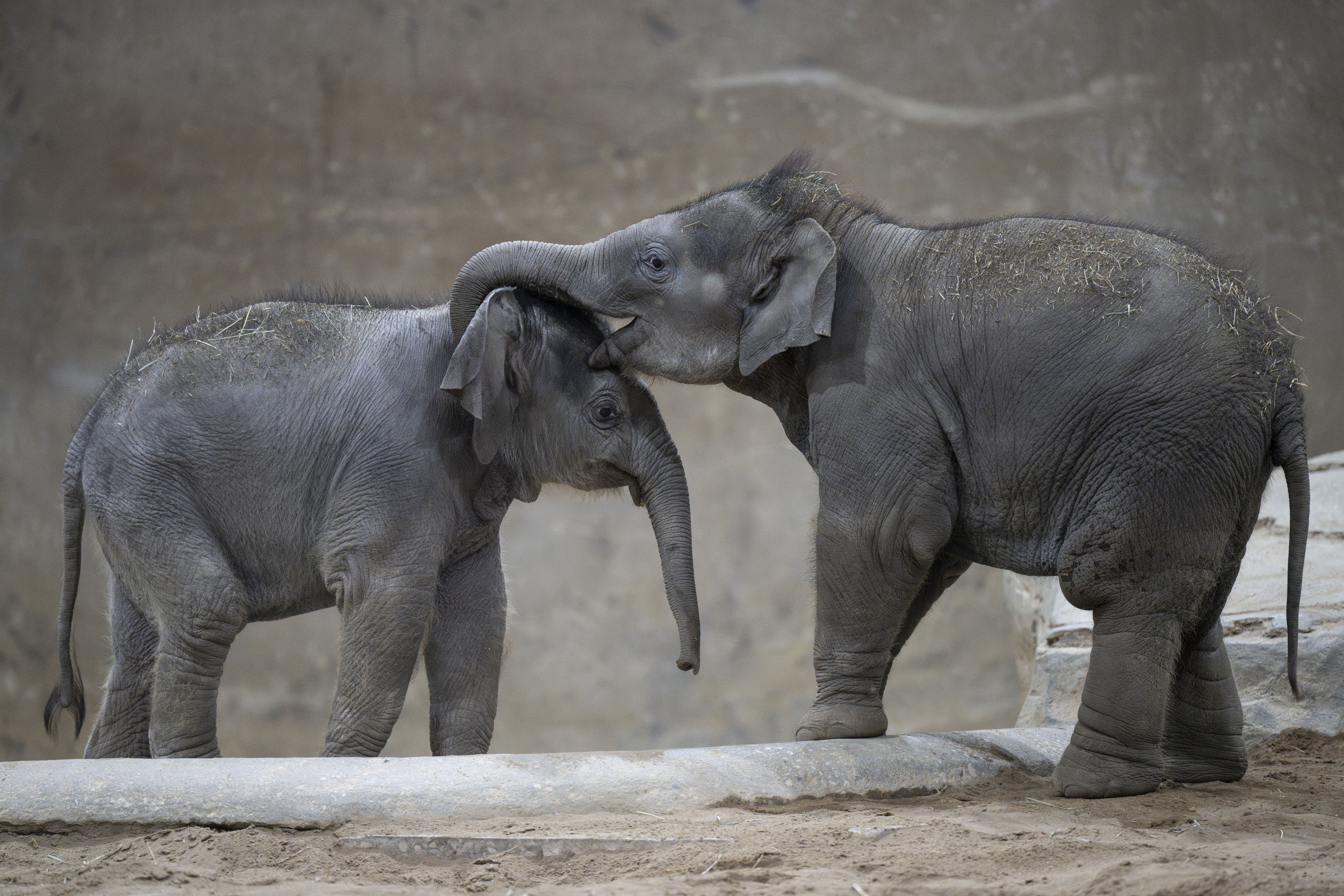 two small Asian elephants