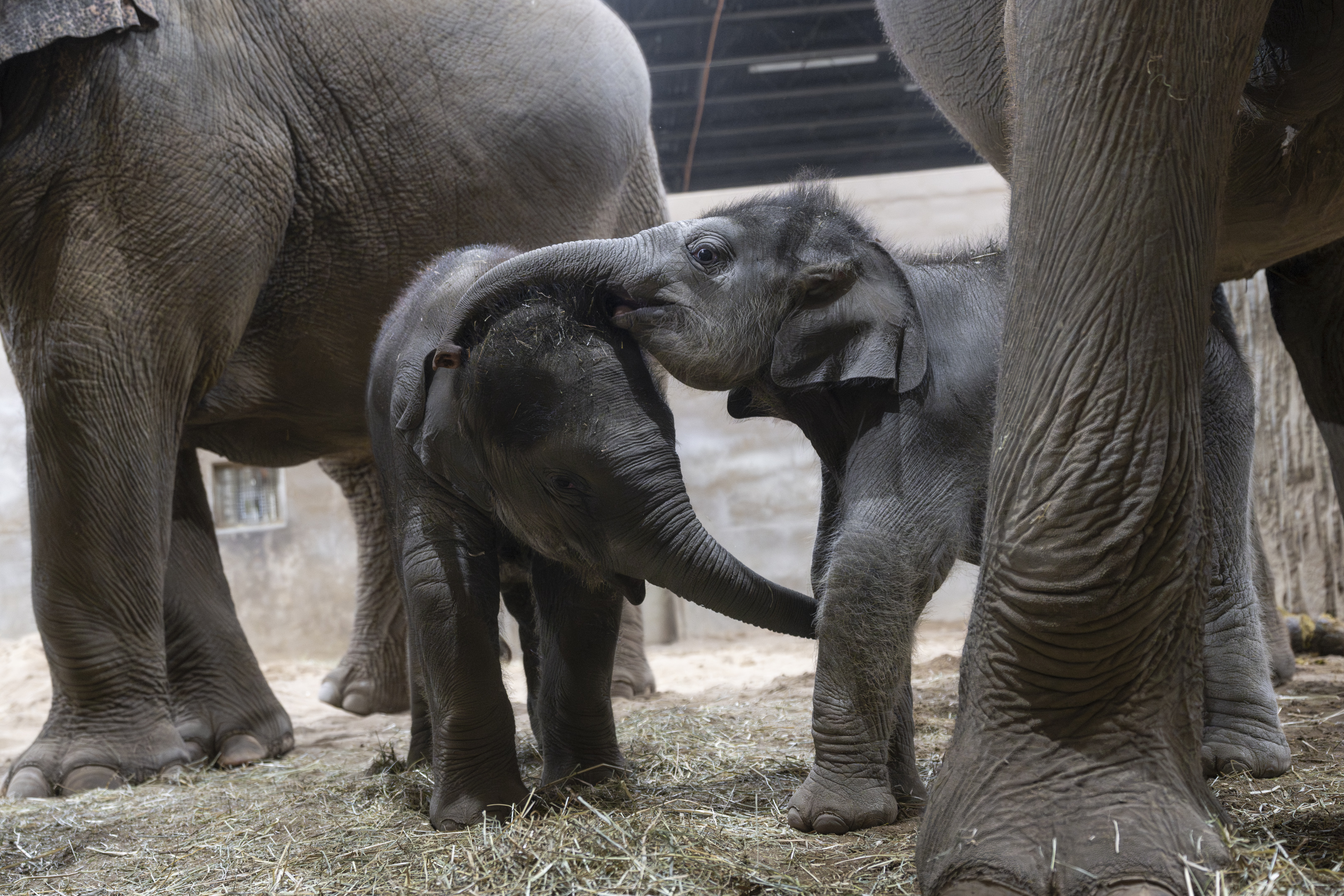 two elephant calves with their mothers on either side