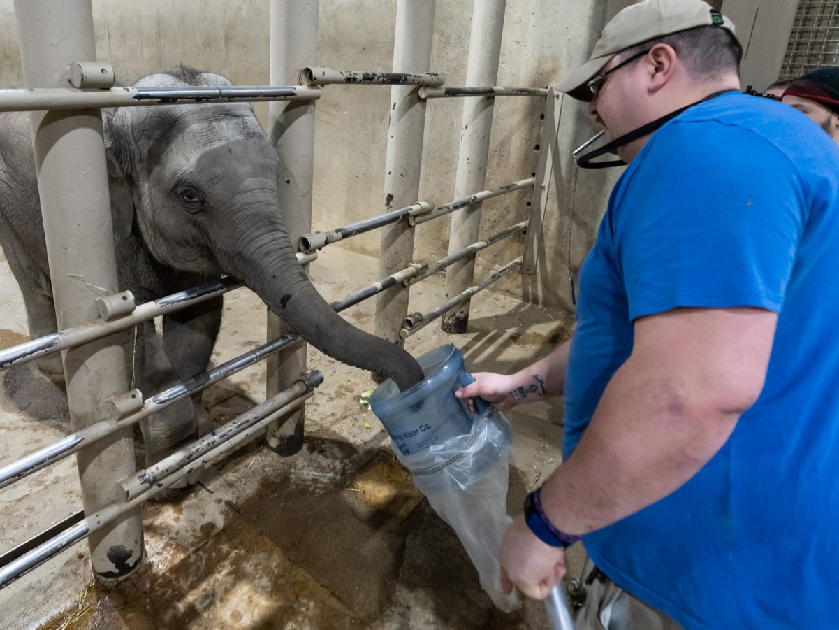 elephant and zookeeper
