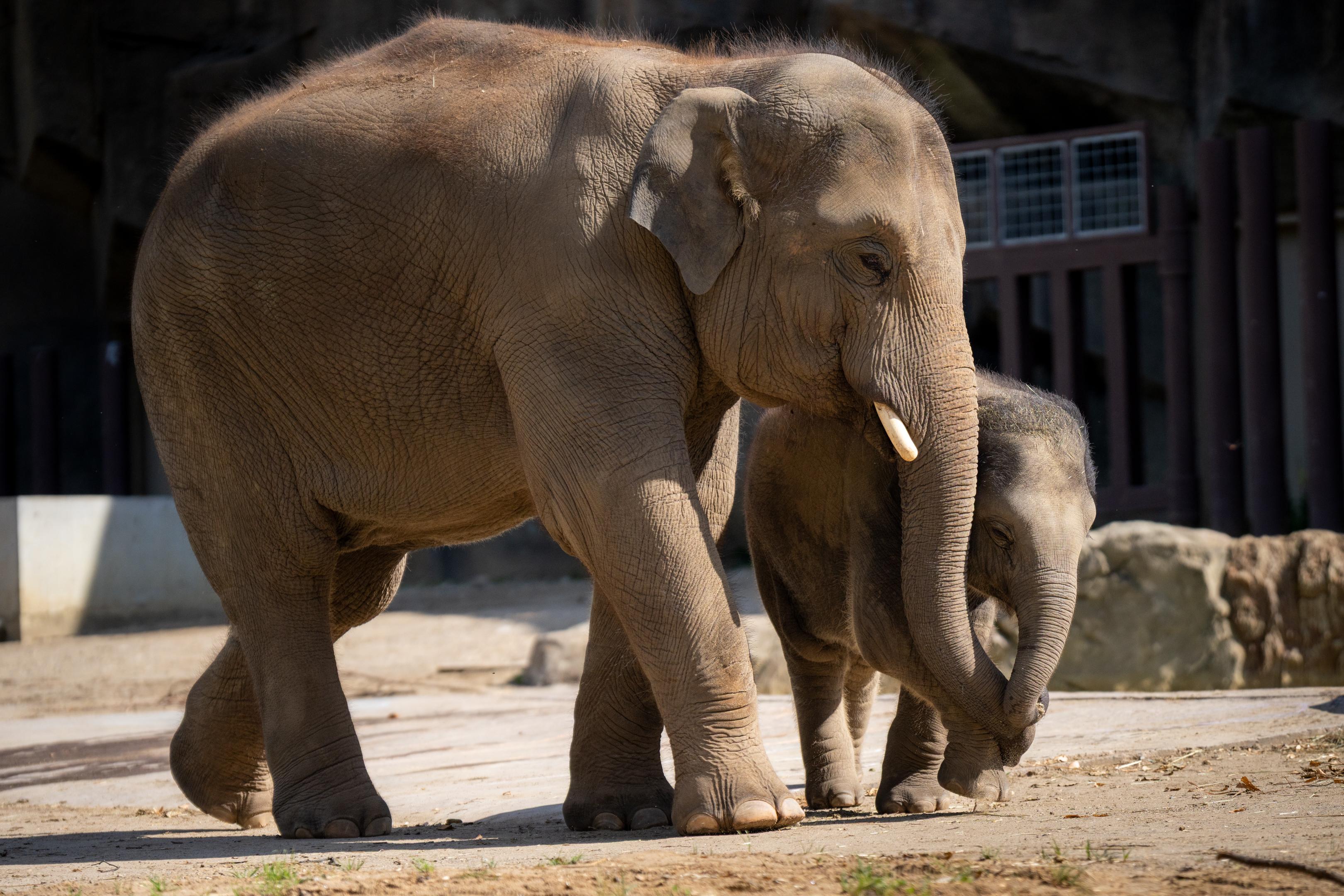 two elephants walking with trunks touching