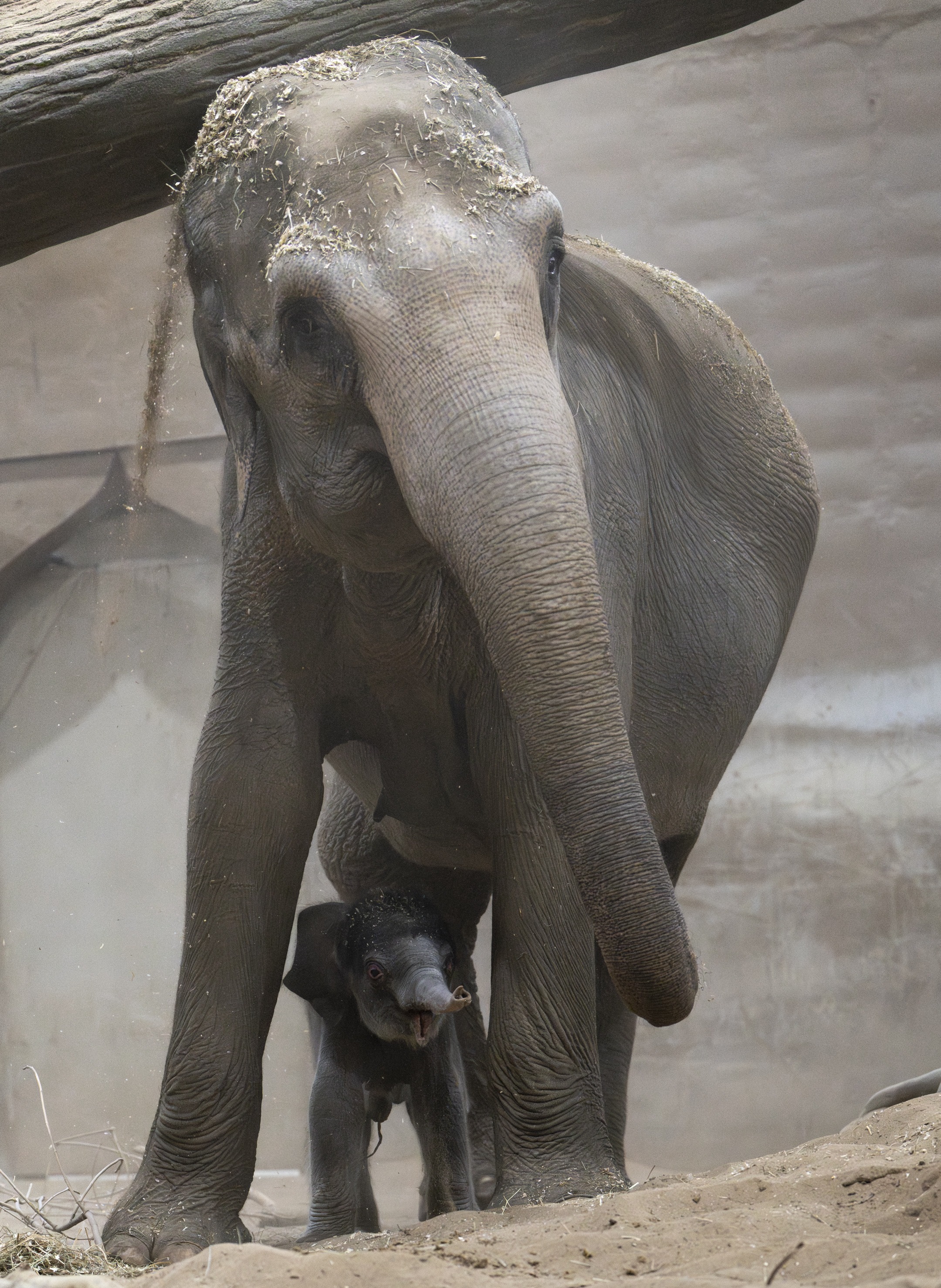 mother elephant with baby