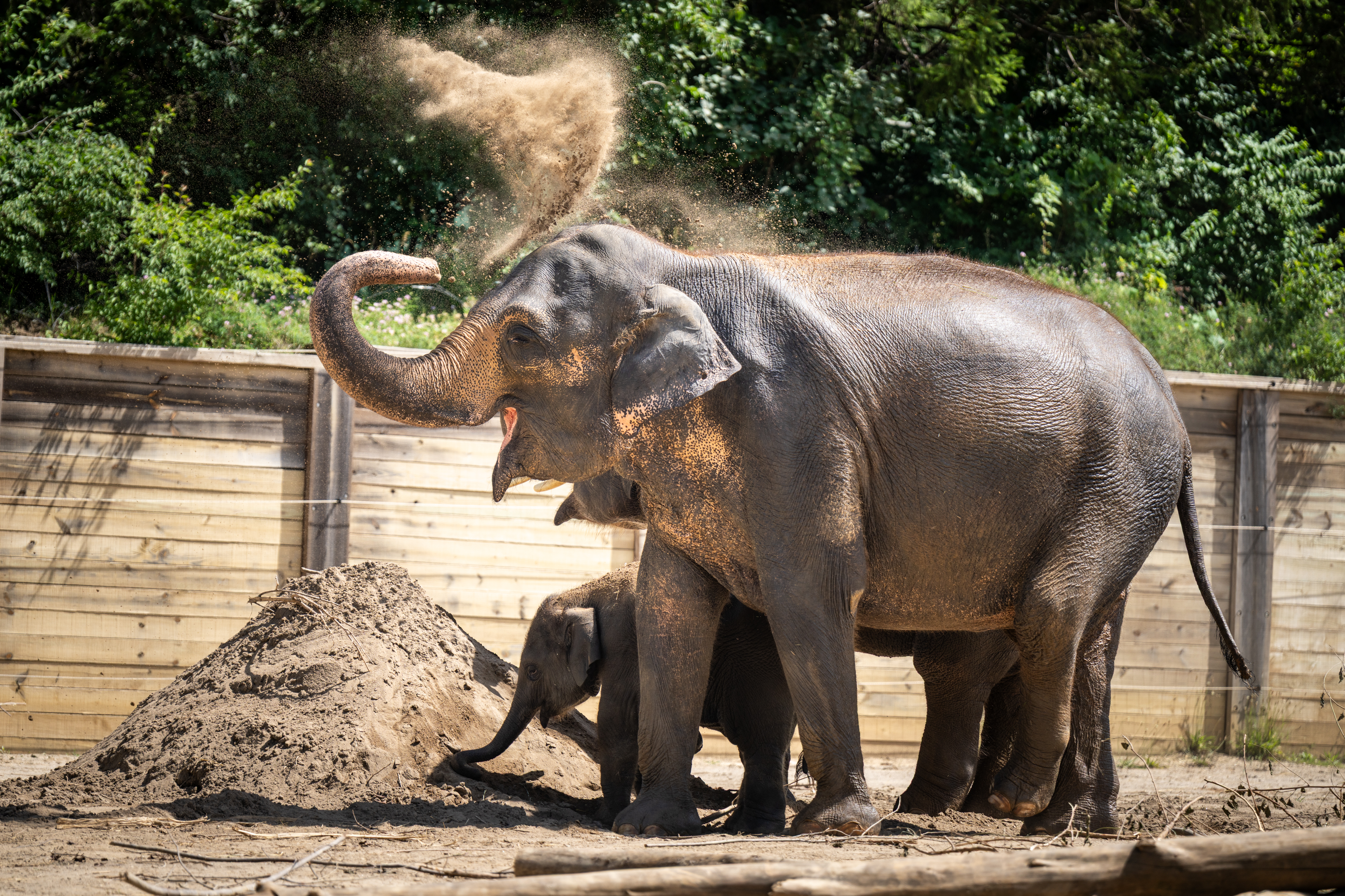 two elephants in outdoor habitat