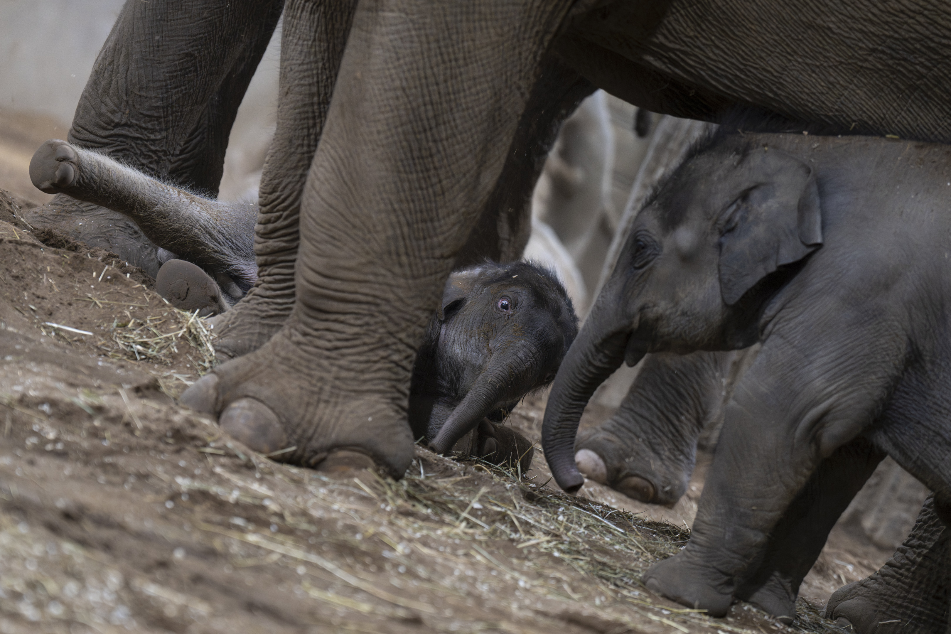 elephant calves under their mothers' legs