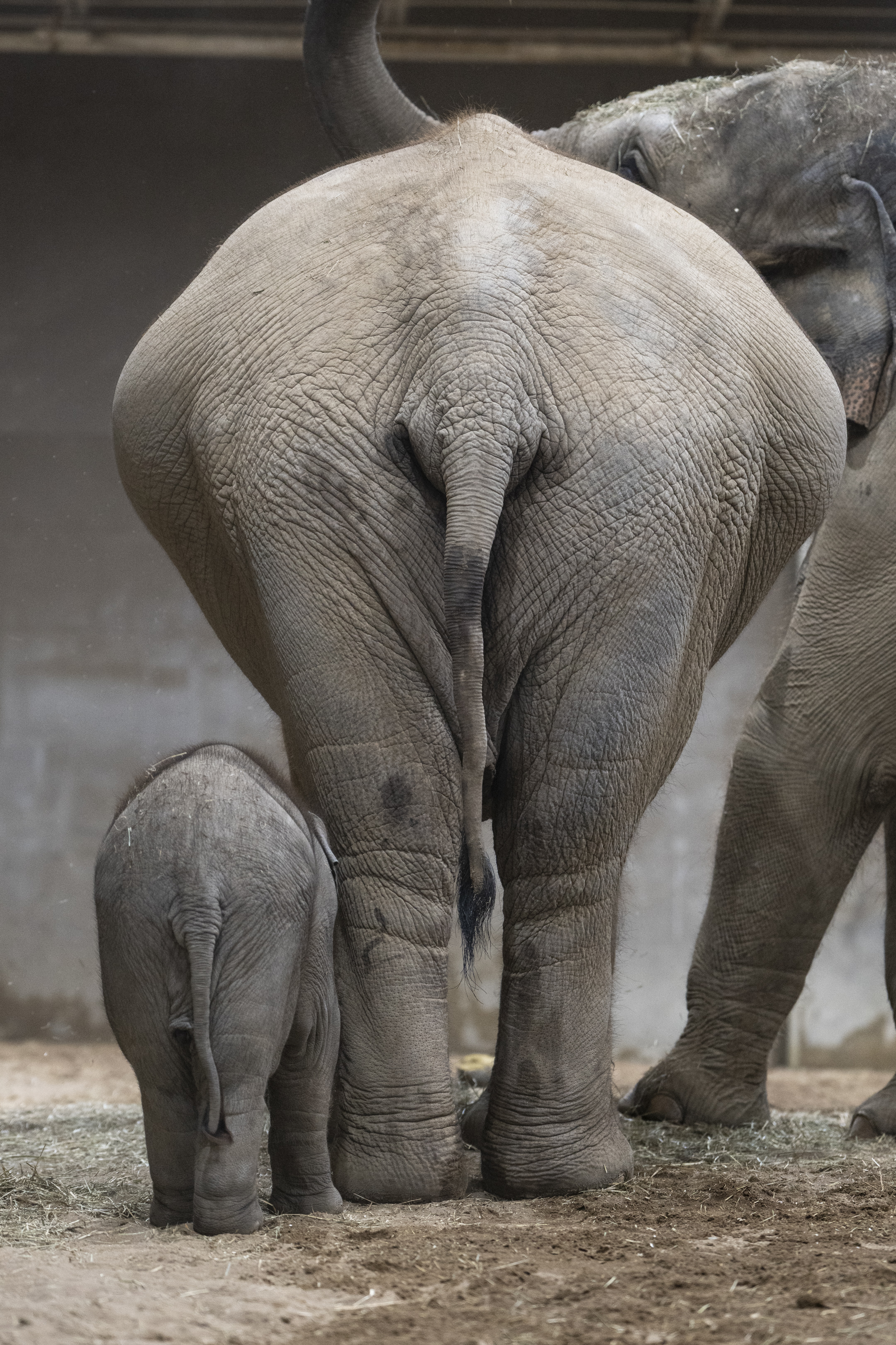 two elephants shown from behind