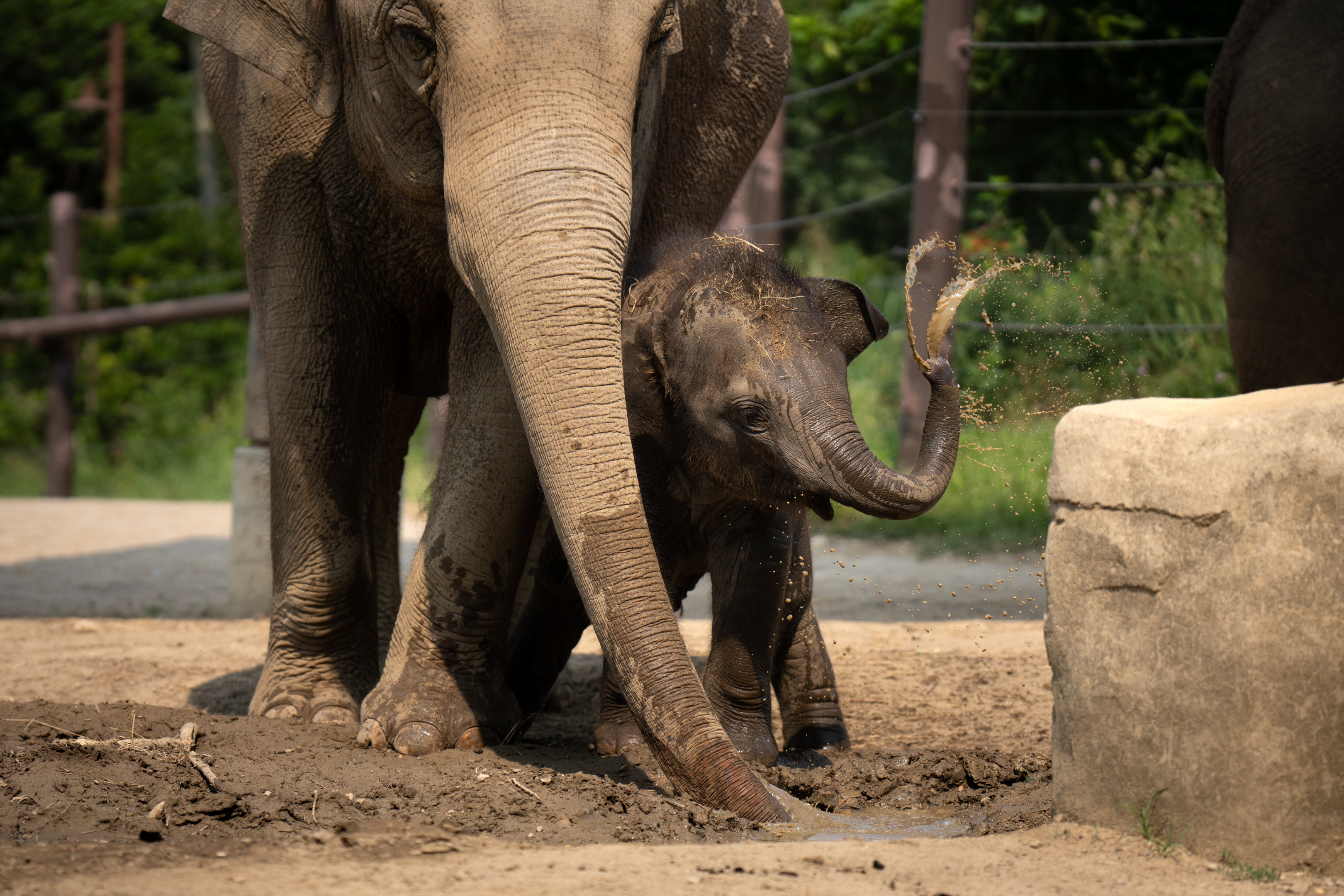 elephant calf playing in mud