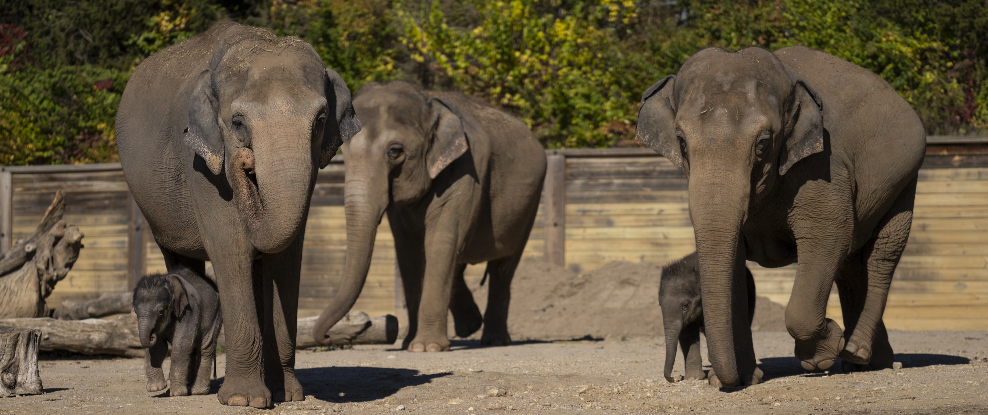 elephant herd at the Columbus Zoo