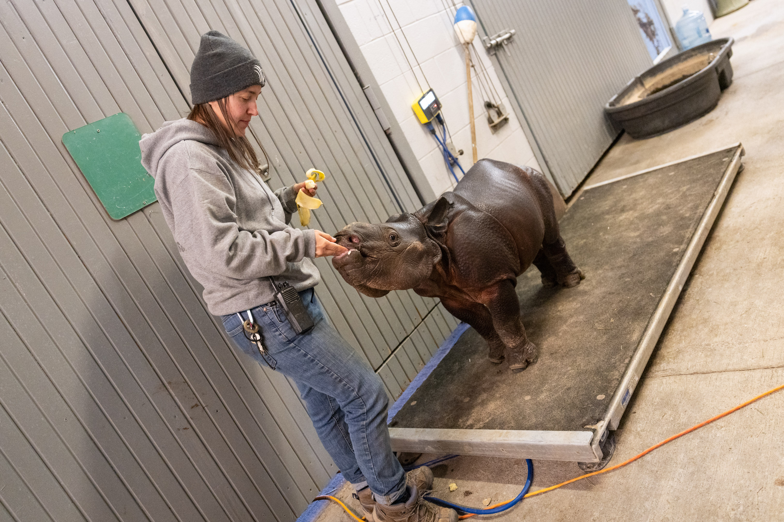 keeper feeding a baby rhino