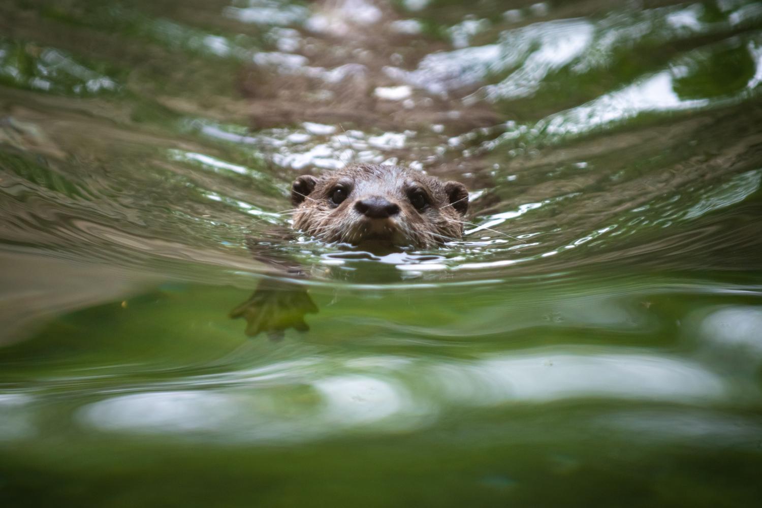 river otter swimming