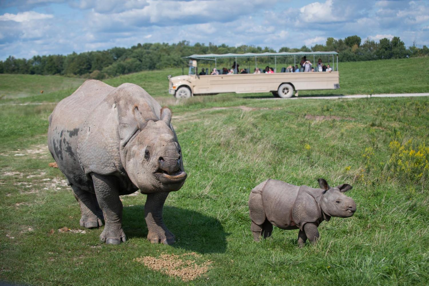 Open-Air Safari Tour at The Wilds