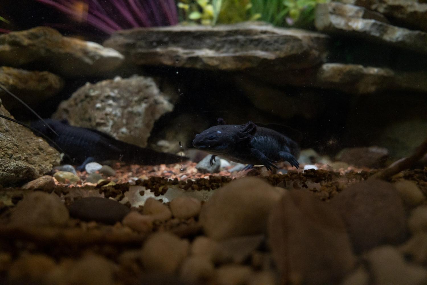 Axolotls in water