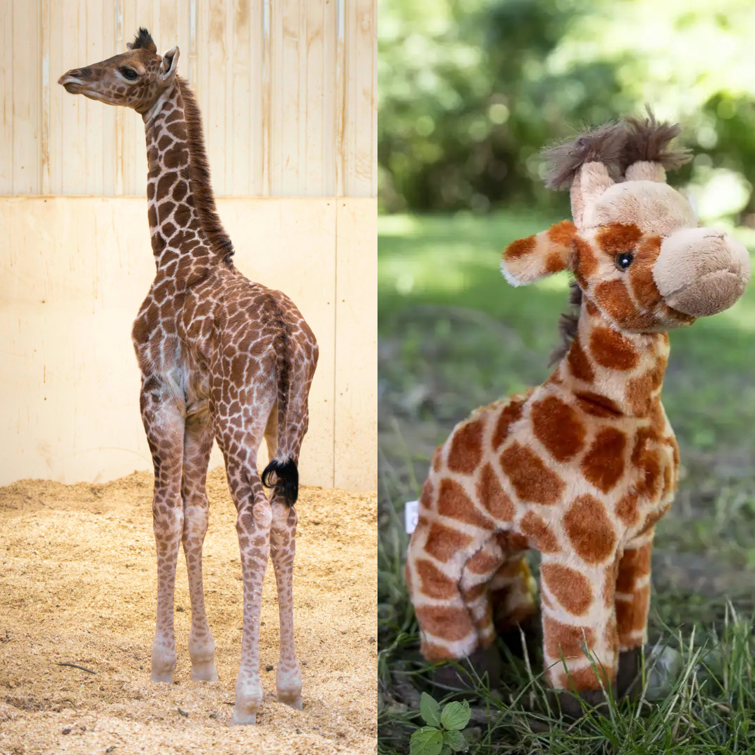 split image with real giraffe and plush one