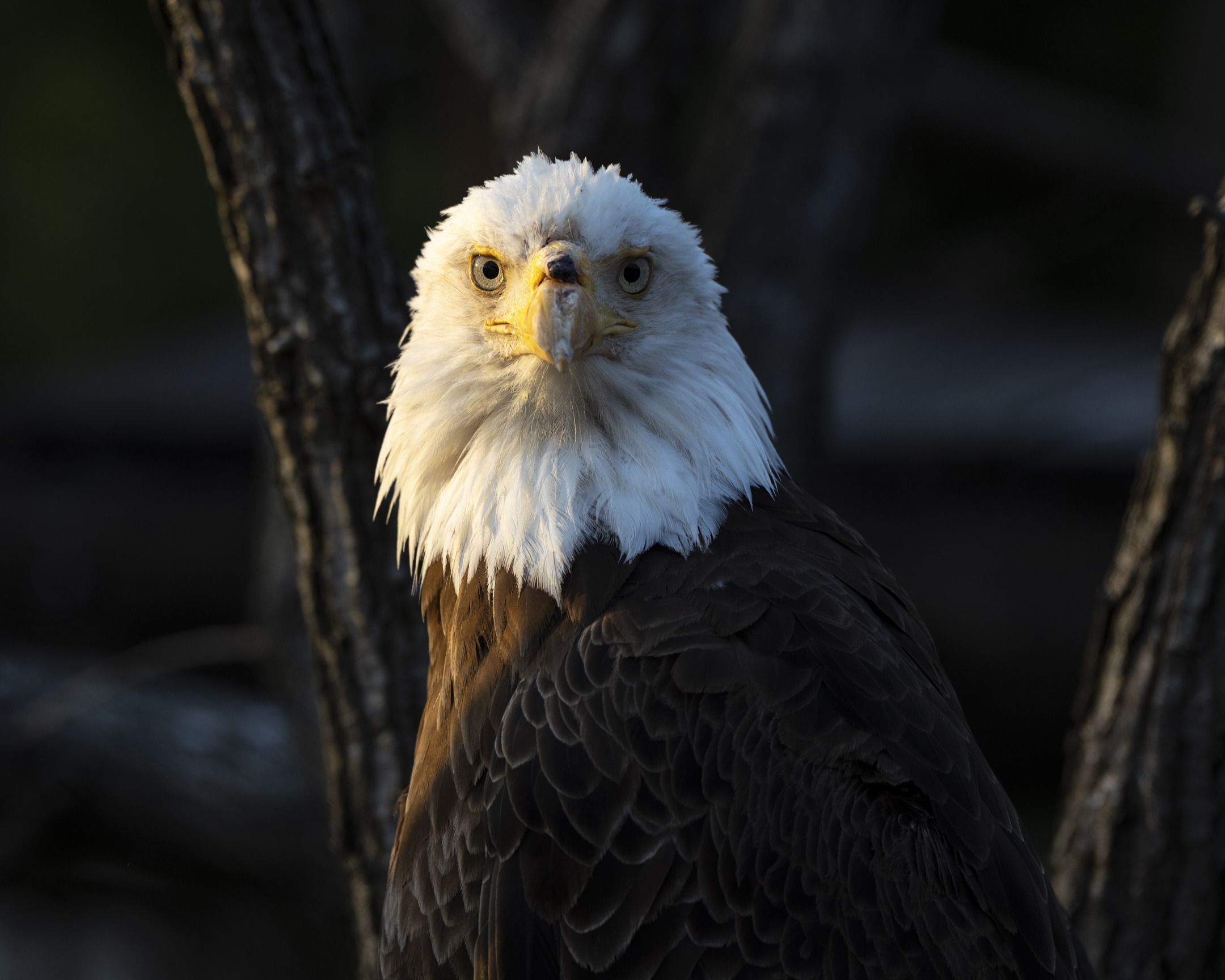 bald eagle at the Columbus Zoo
