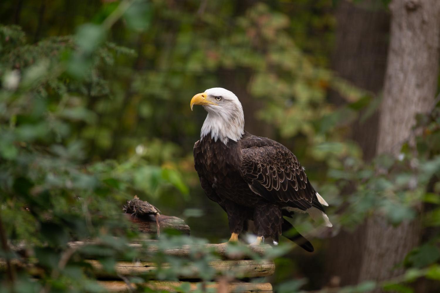 bald eagle in tree at the Columbus Zoo