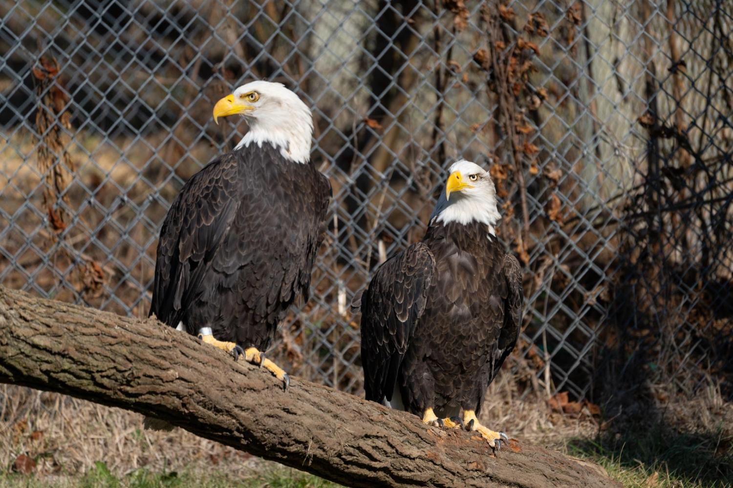 two eagles on log