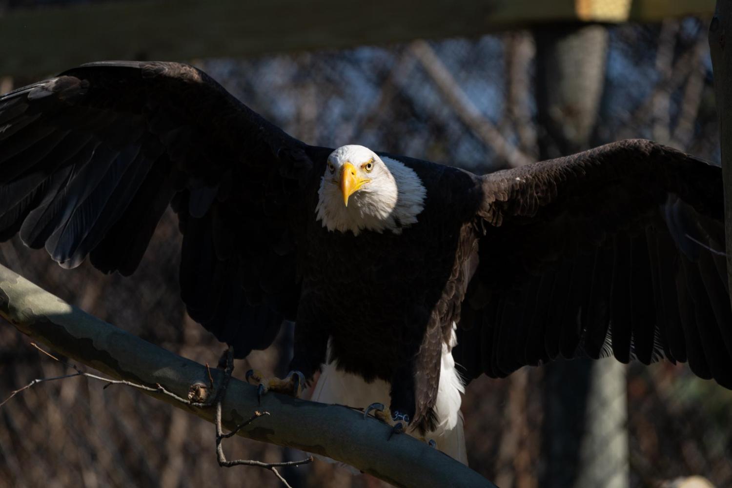 eagle spreading its wings