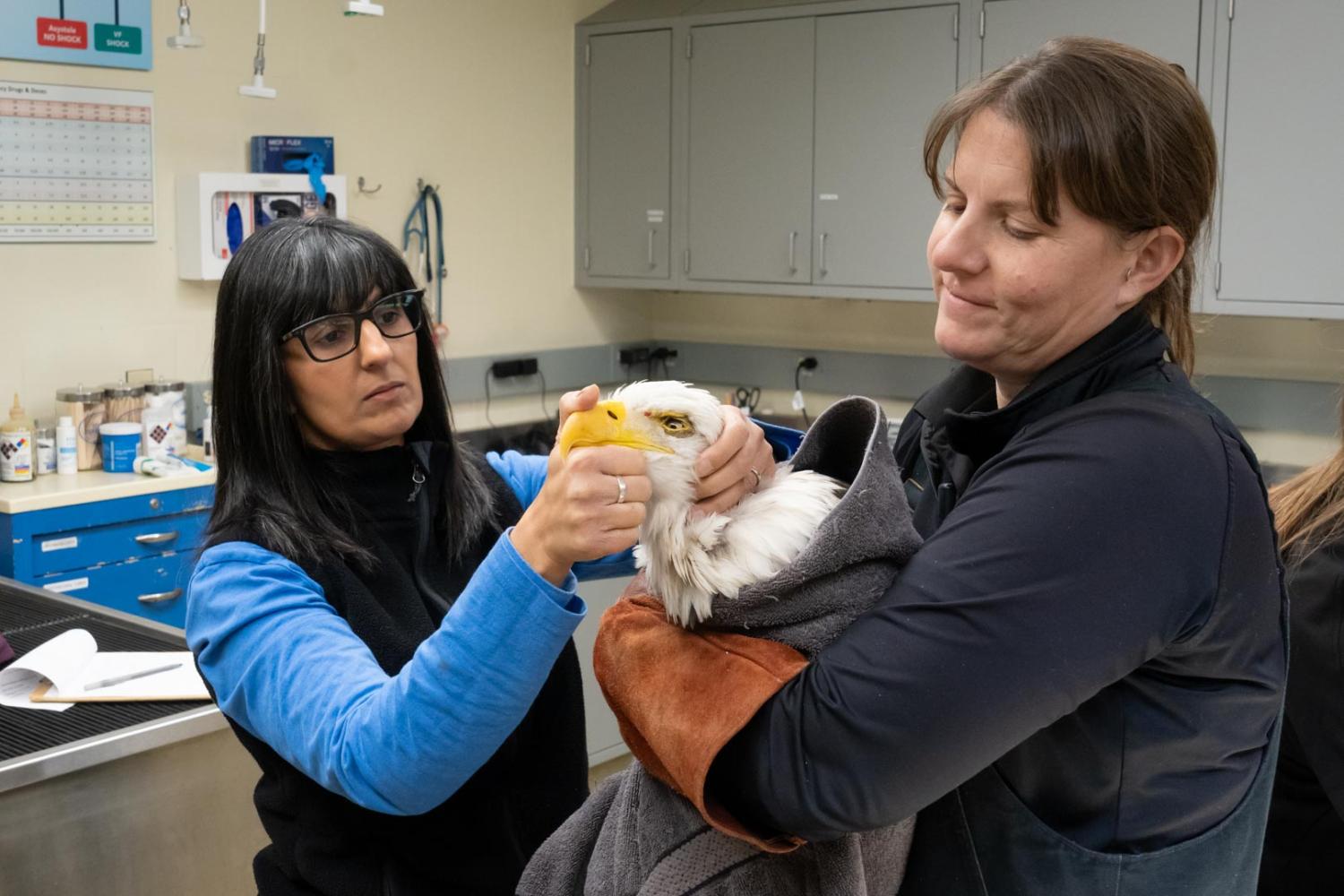 vet and curator hold eagle during wellcheck