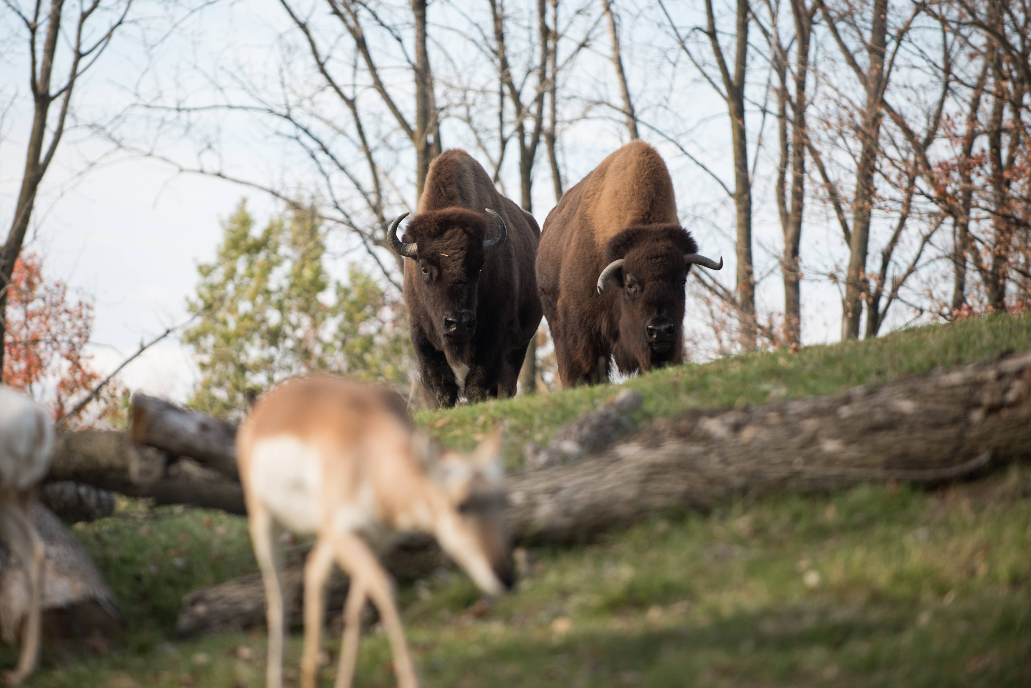 bison at The Wilds