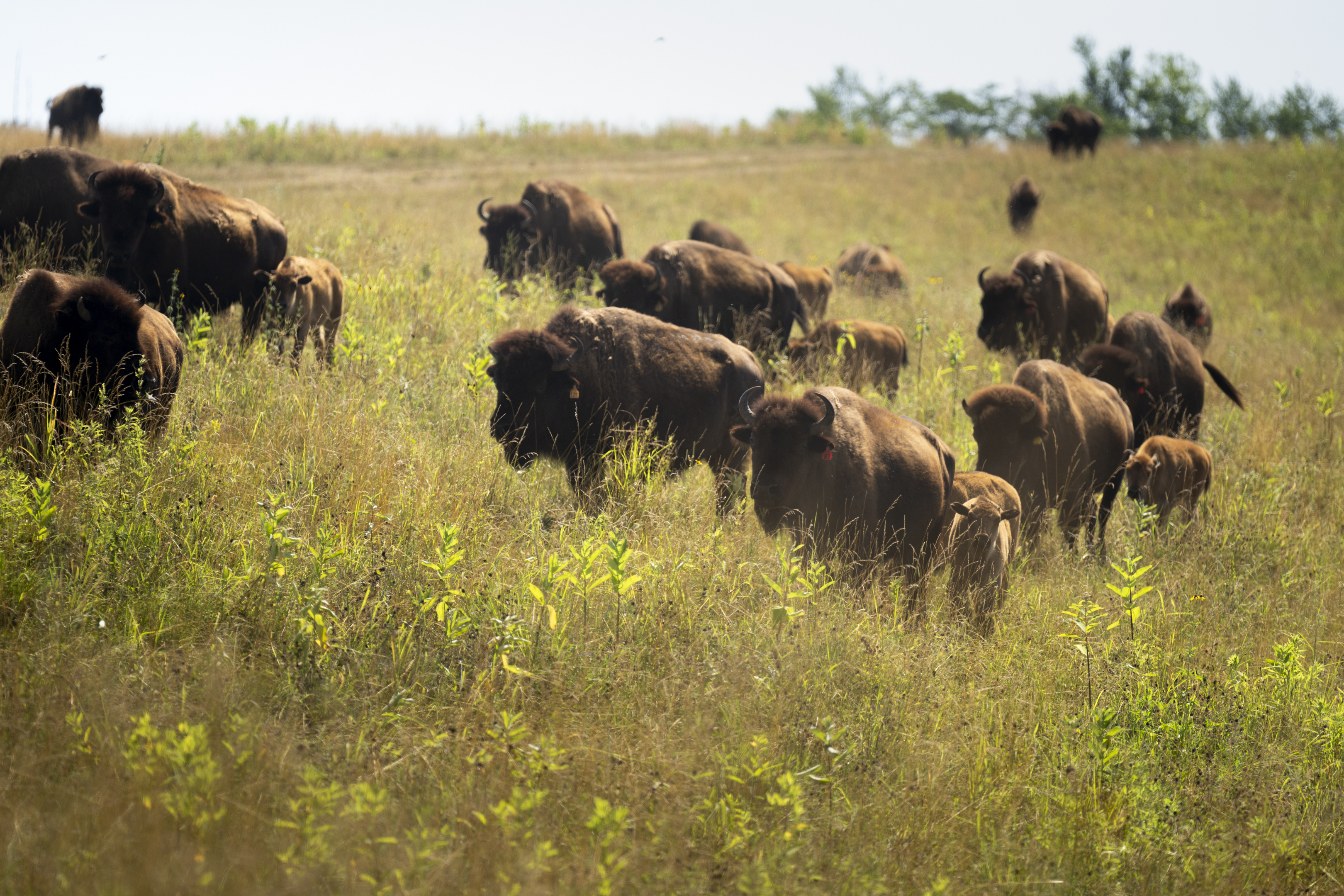 bison in pasture