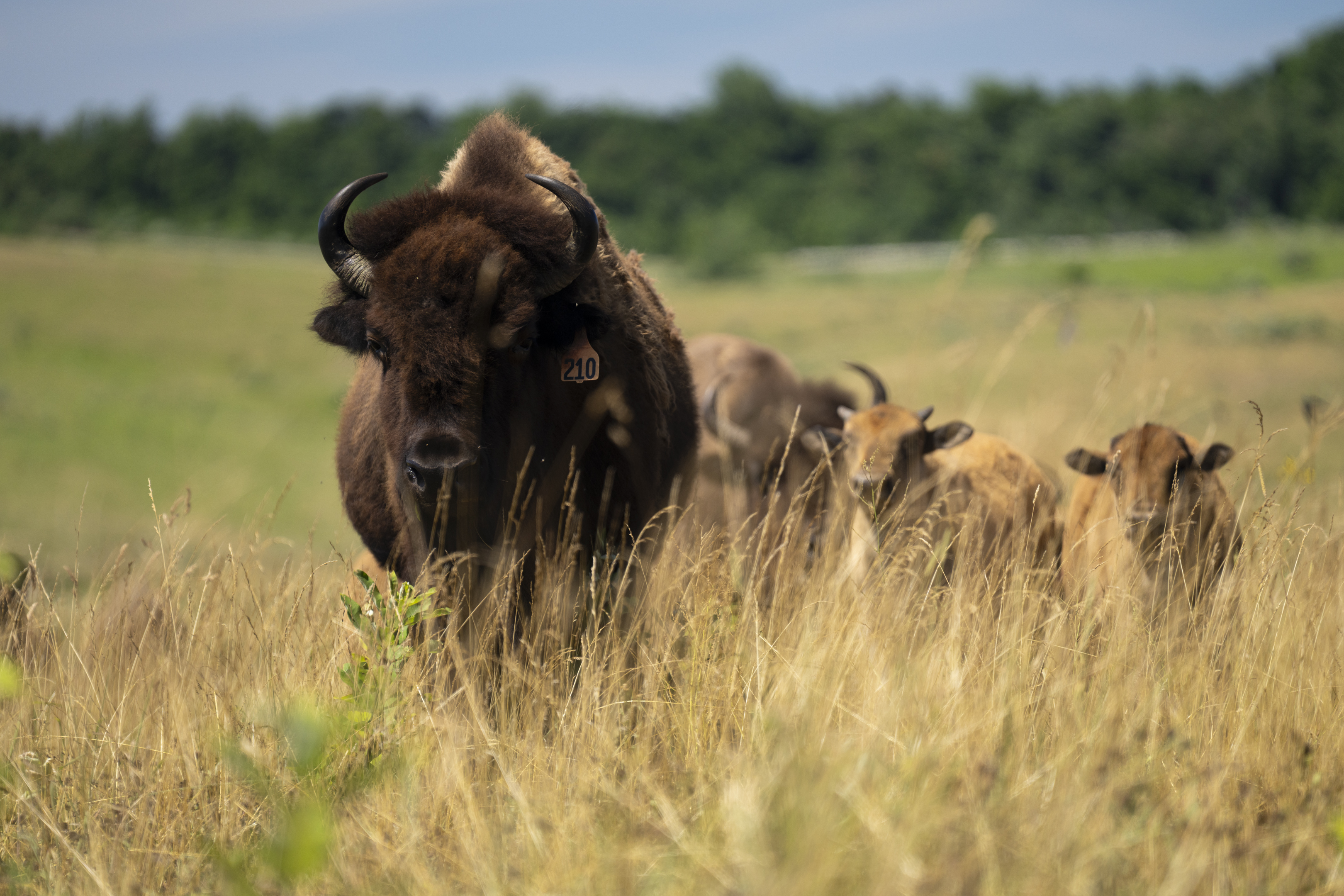 Bison herd