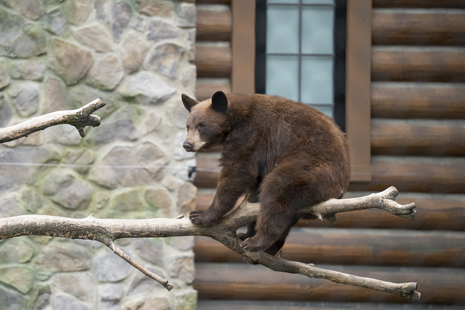 black bear on tree branch