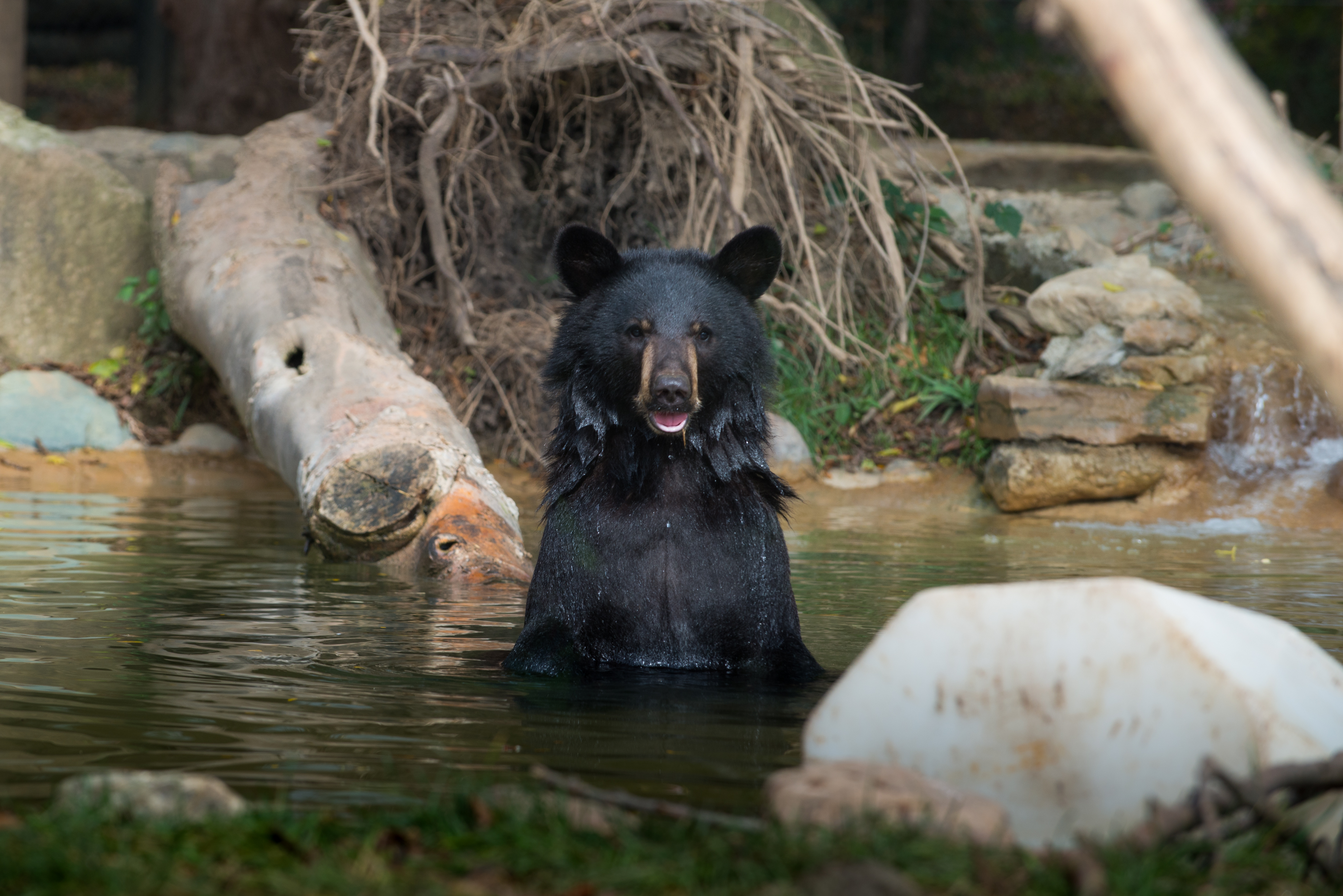 black bear in water