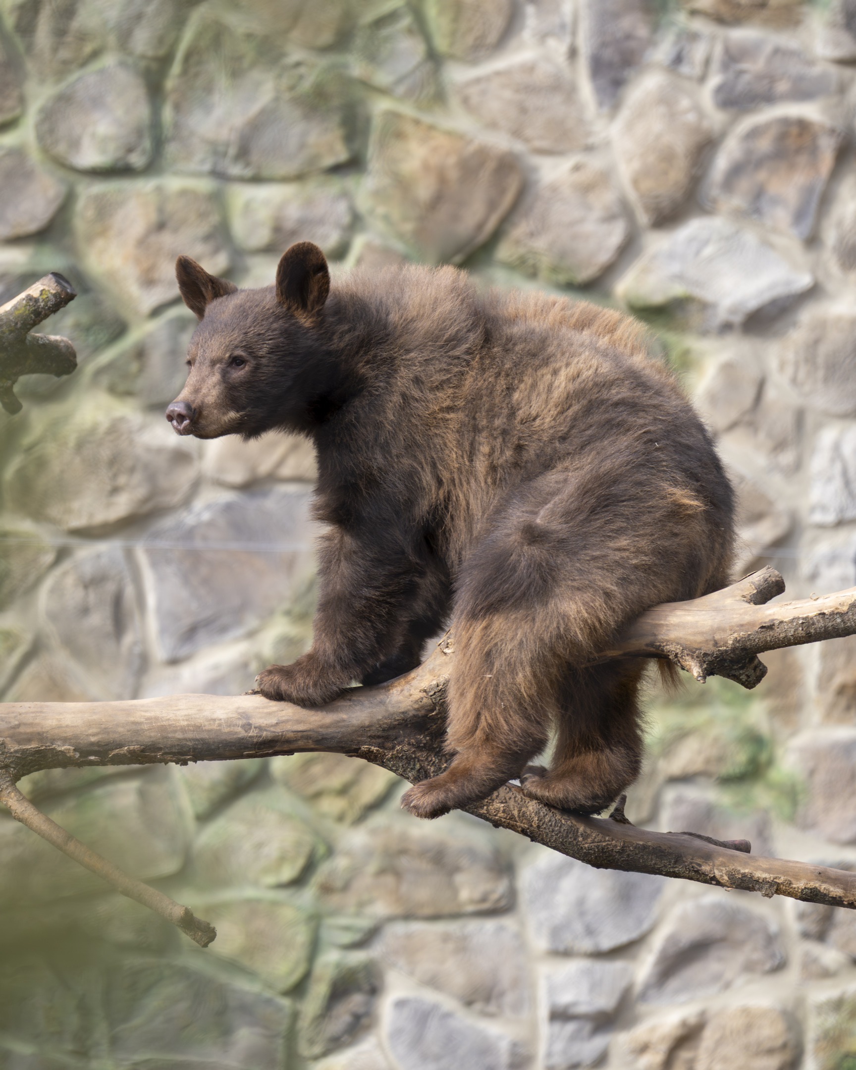 bear on branch