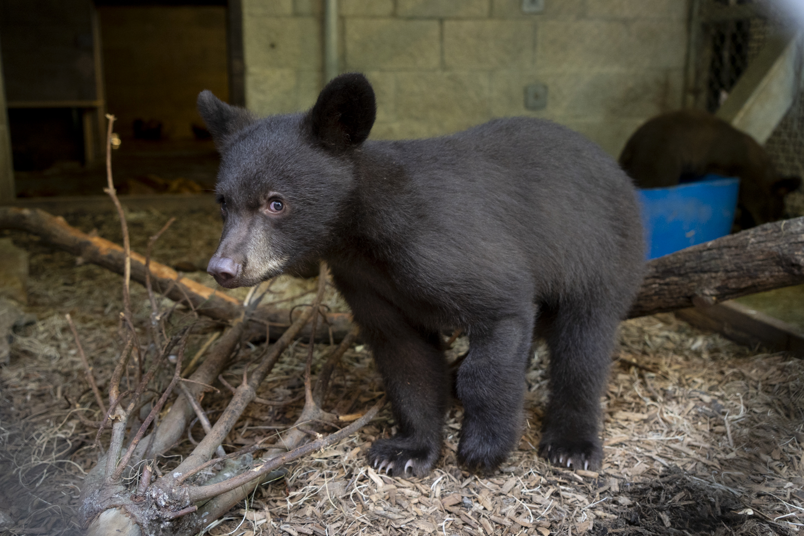 bear cub