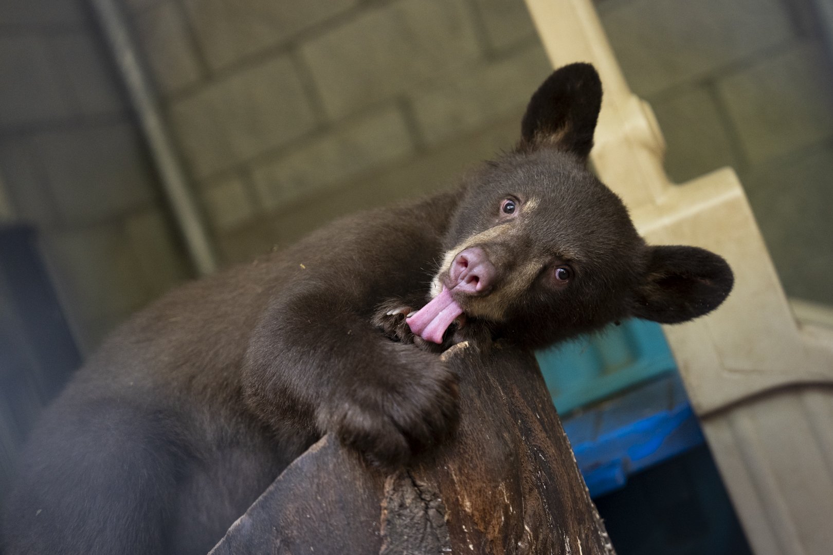 bear cub