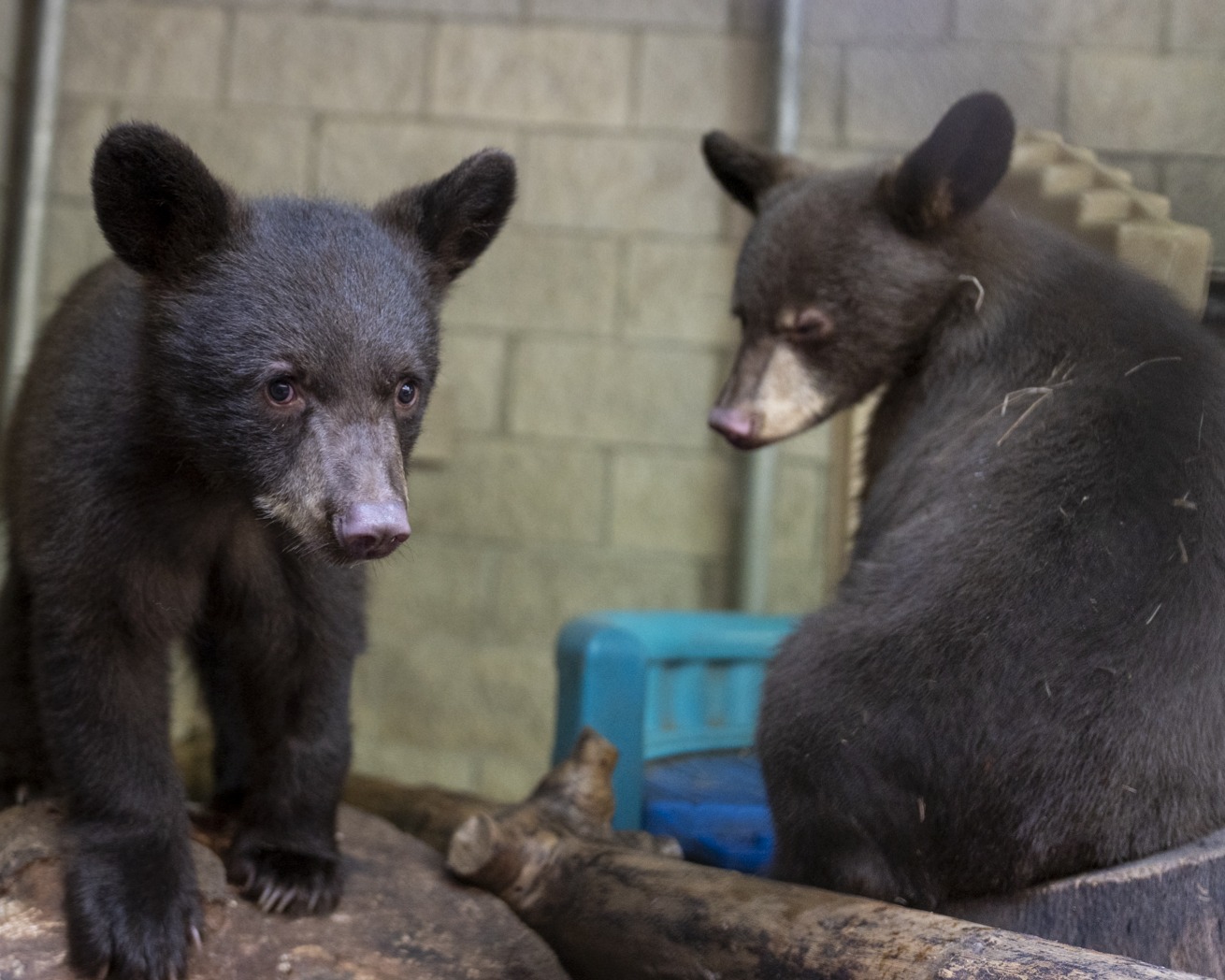 two bear cubs