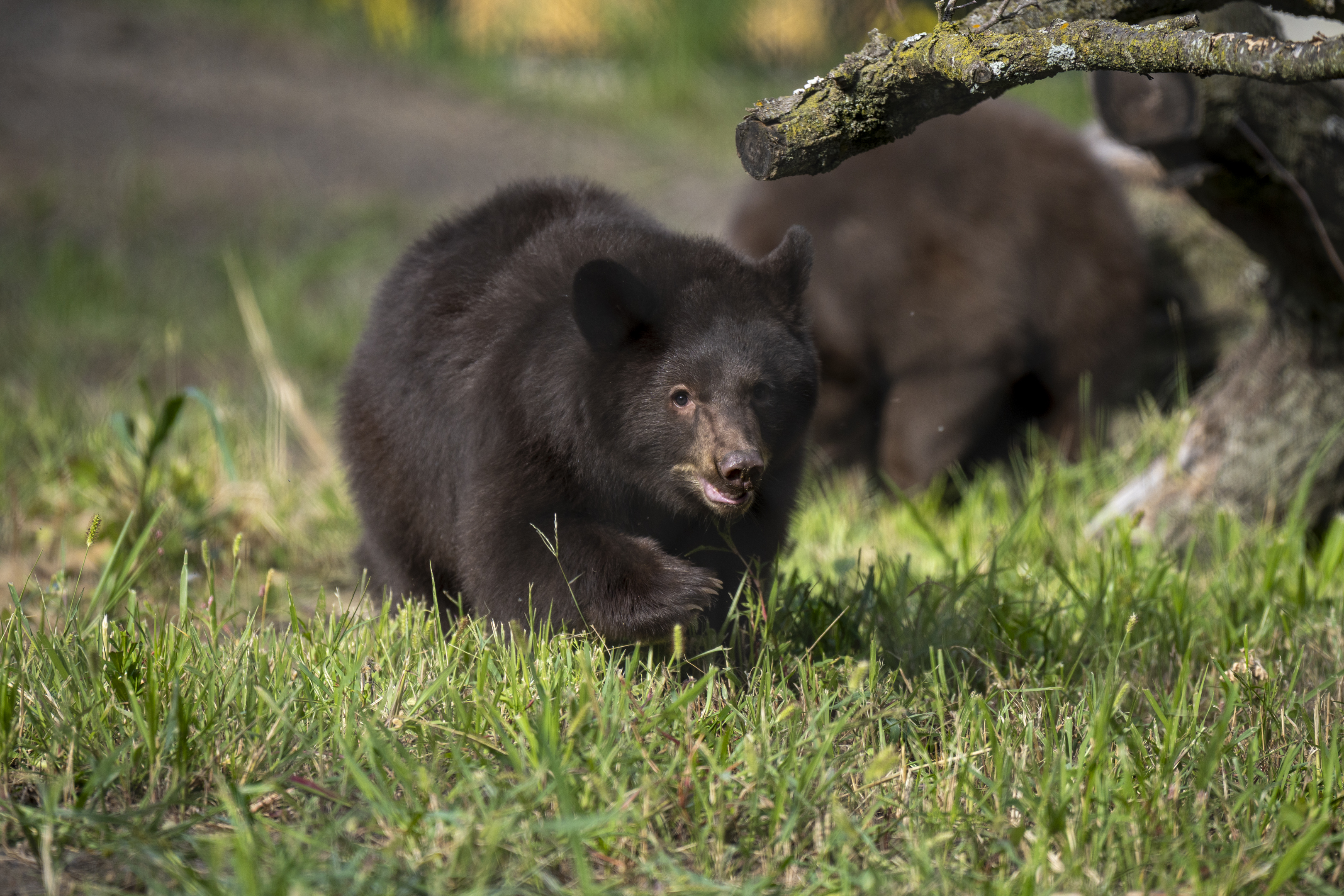 black bear walking
