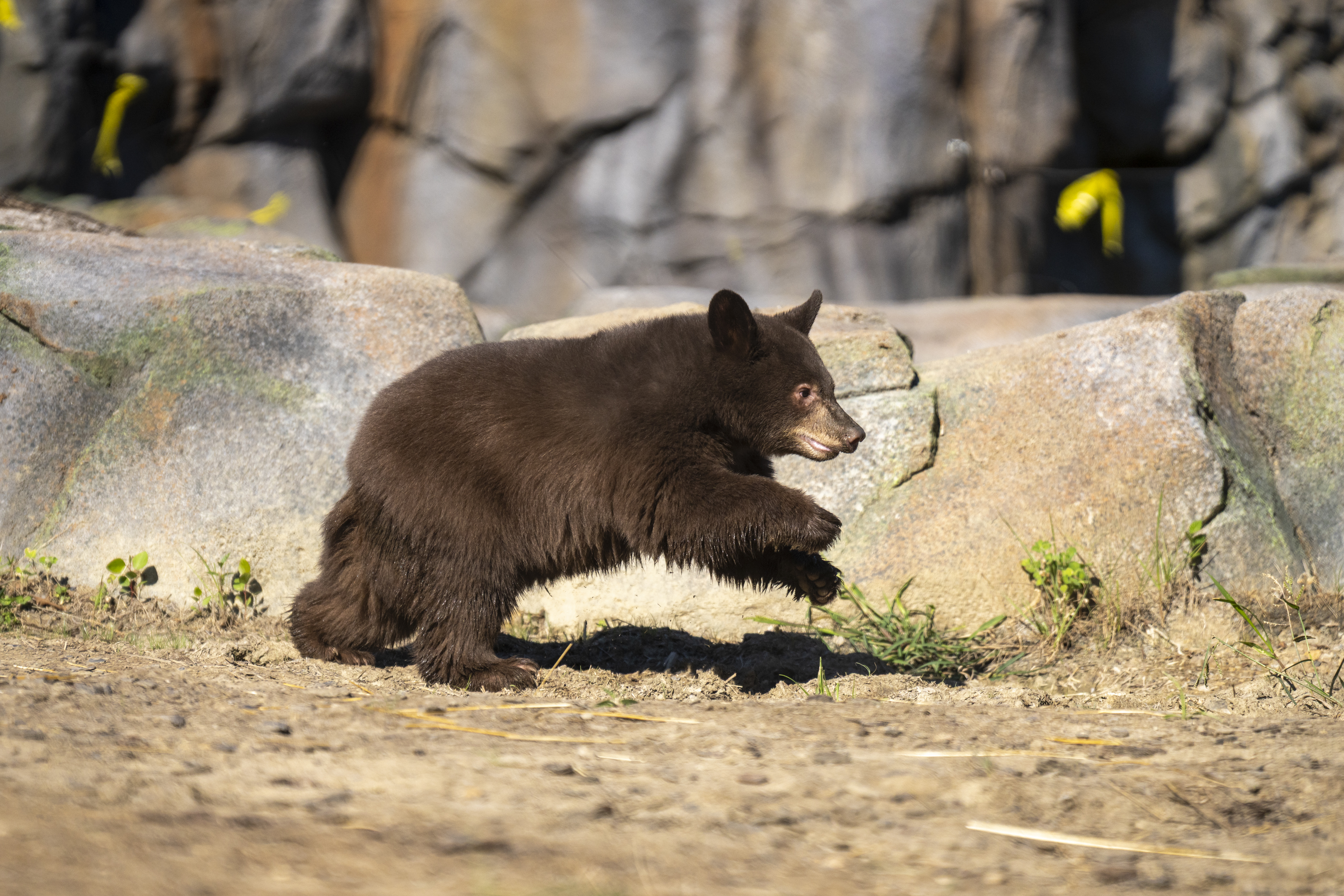 Black bear running