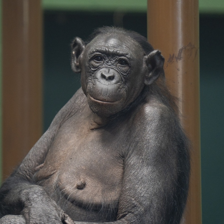 bonobo