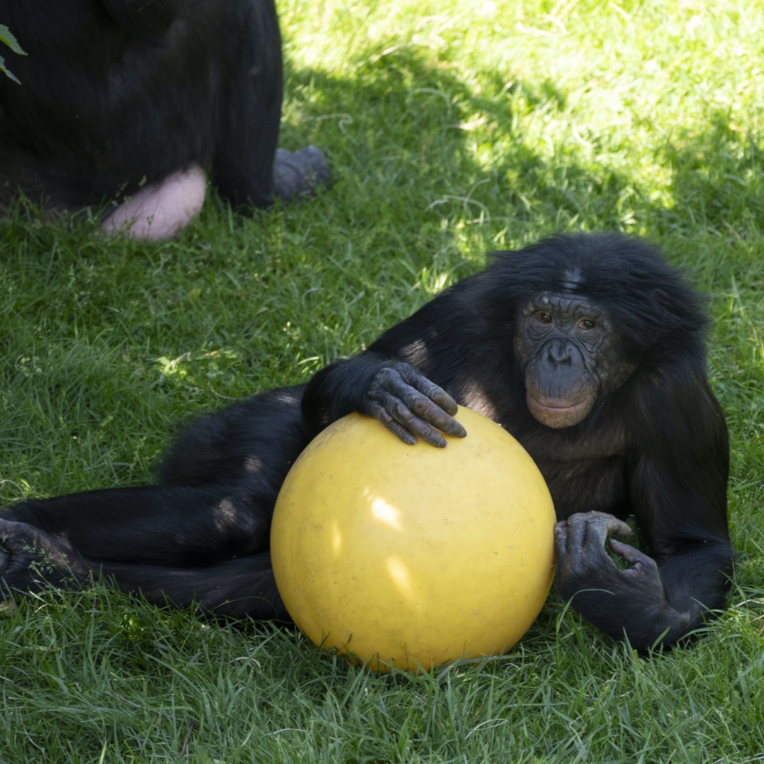 bonobo with ball